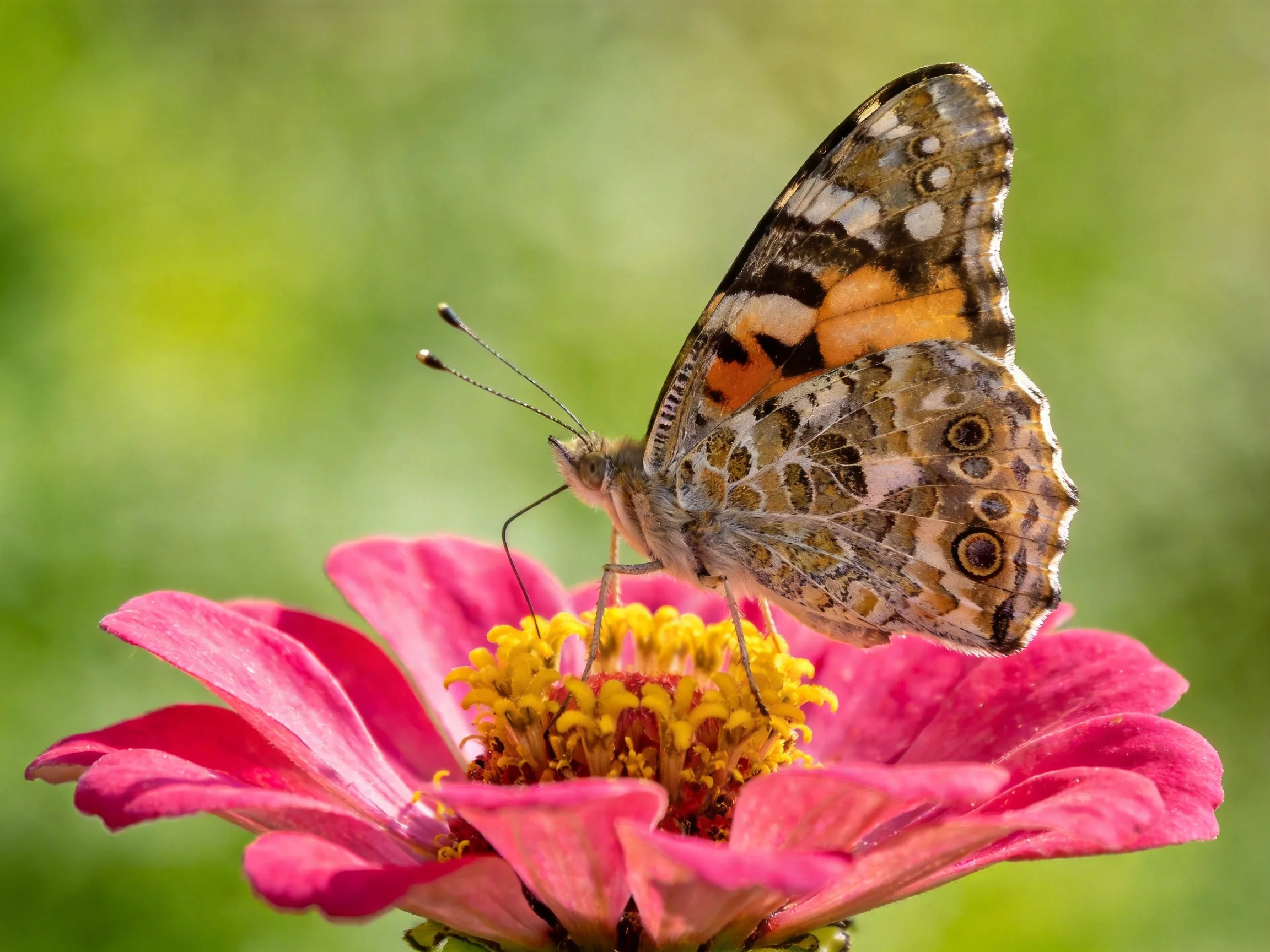 A colorful butterfly perched on a vibrant pink flower