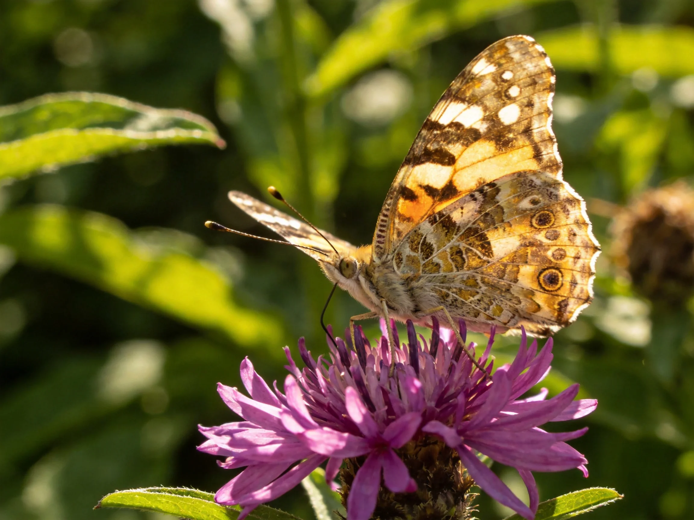 A colorful butterfly perched on a vibrant purple flower