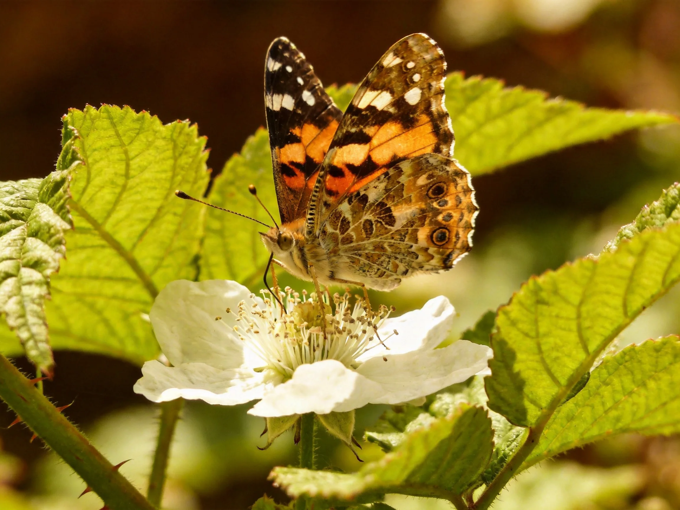 A colorful butterfly perched on a white flower with green foliage