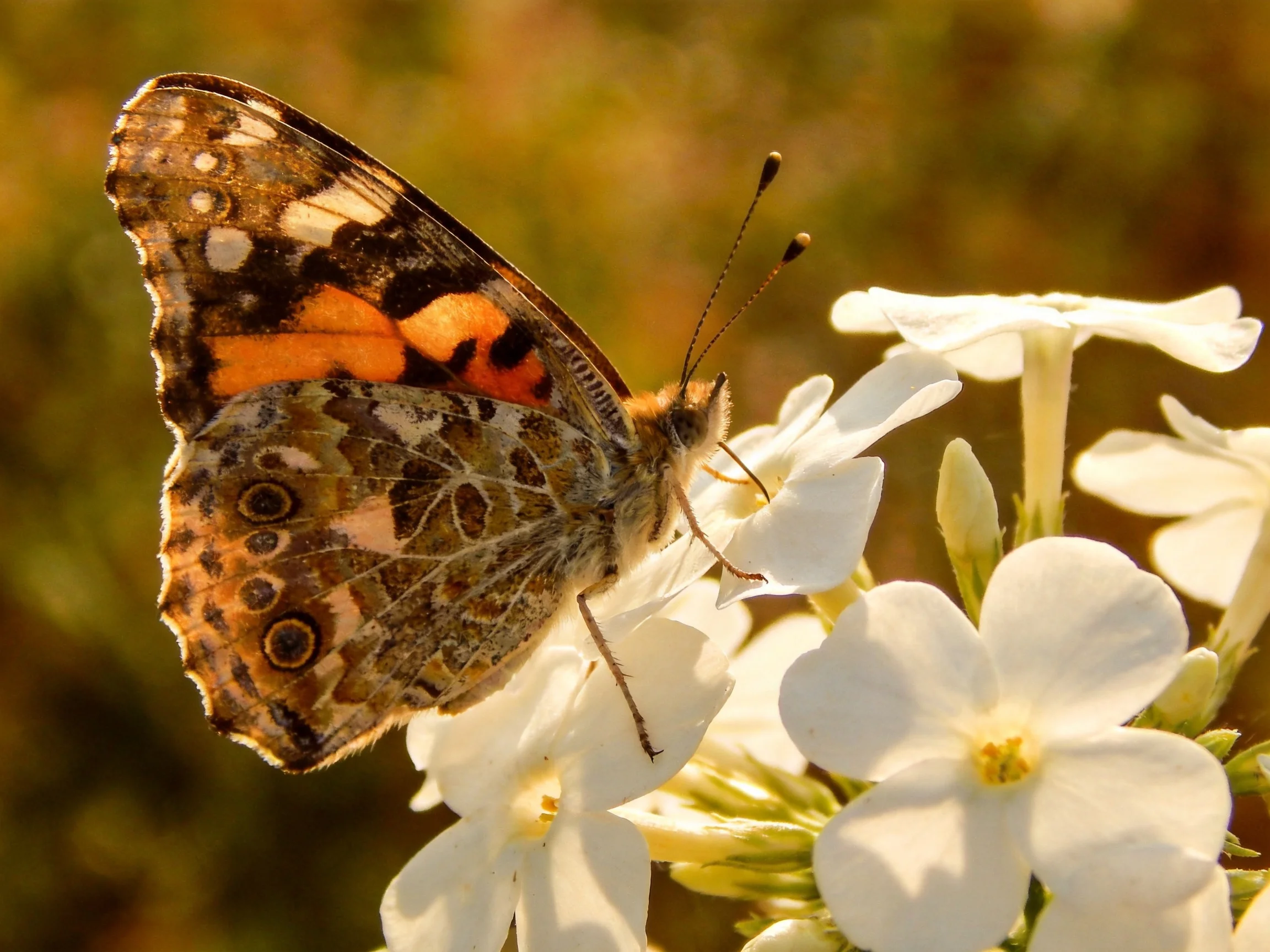 A colorful butterfly perched on delicate white blooms