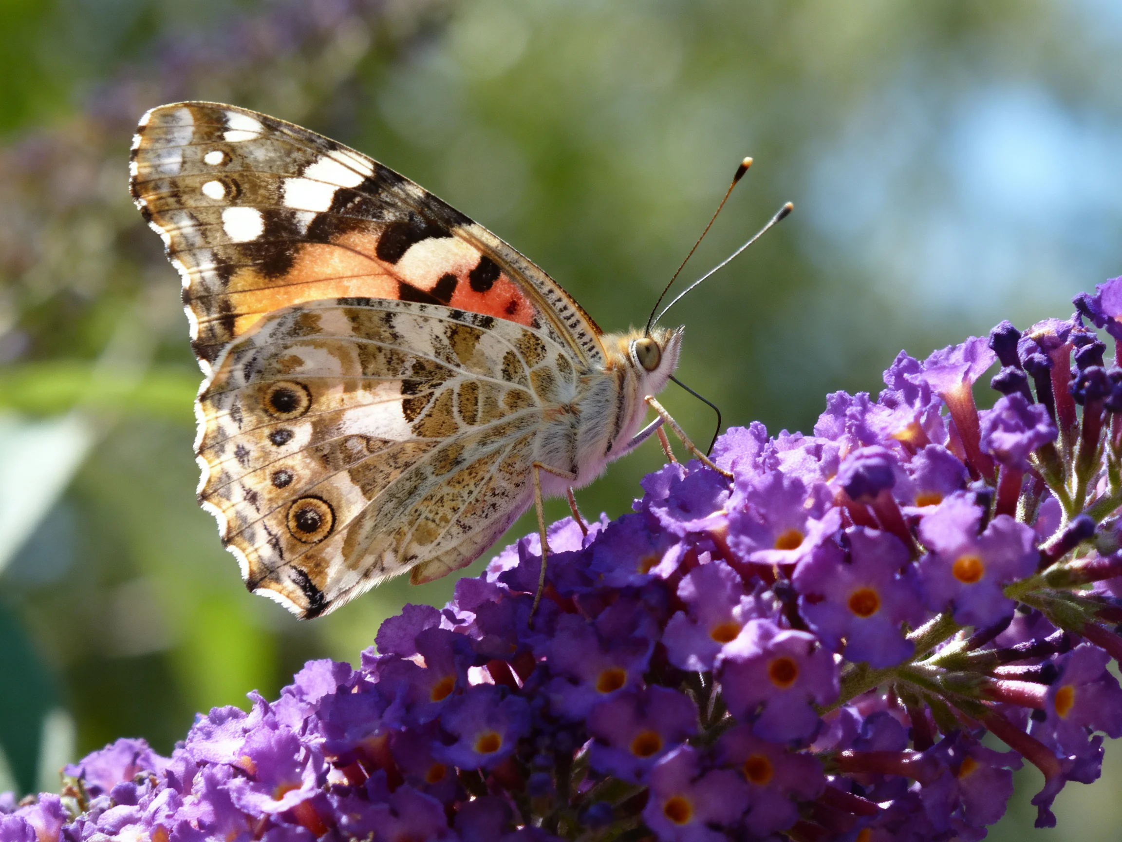 A colorful butterfly perched on vibrant purple flower cluster