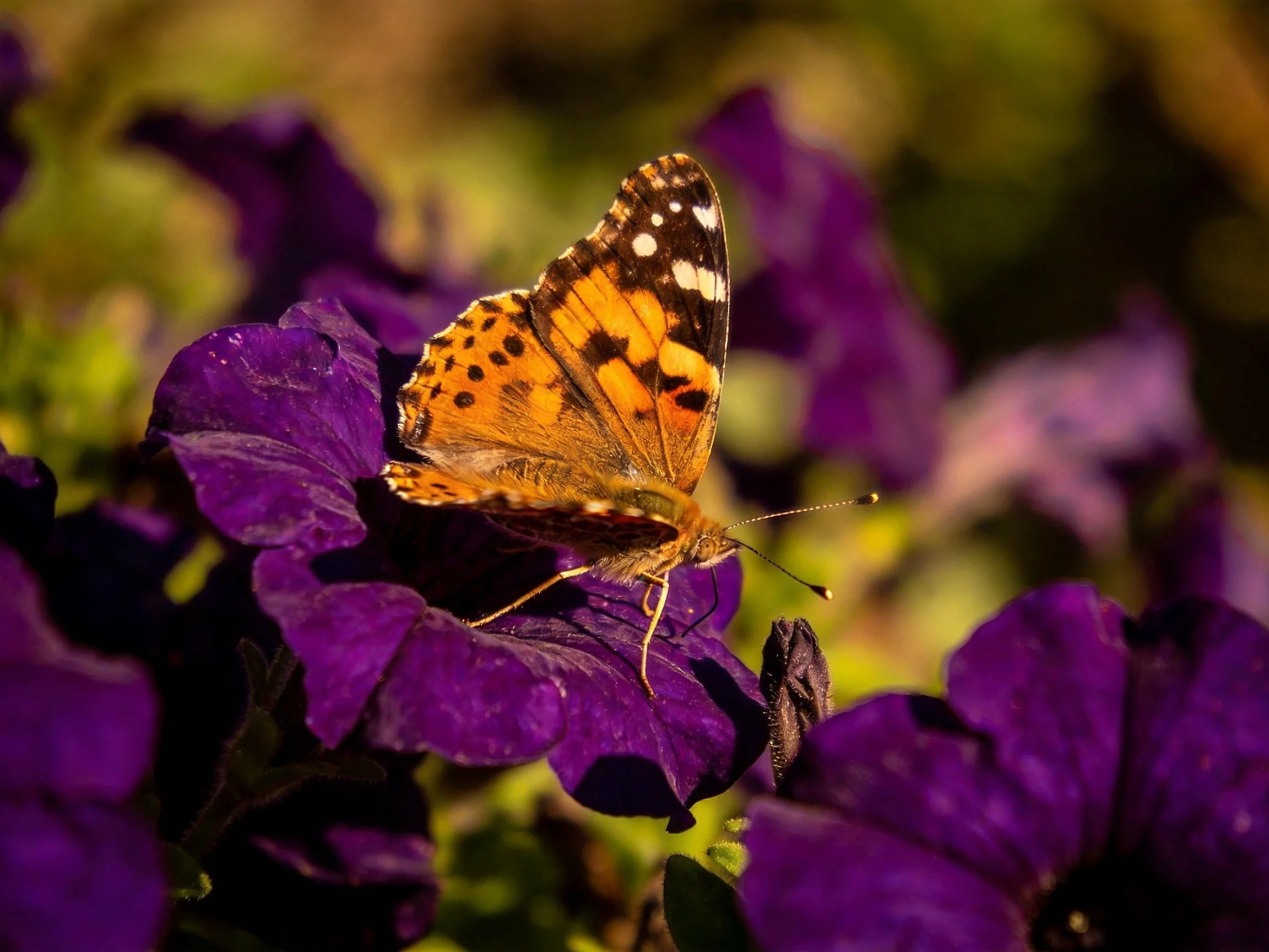 A colorful butterfly perched on vibrant purple petals