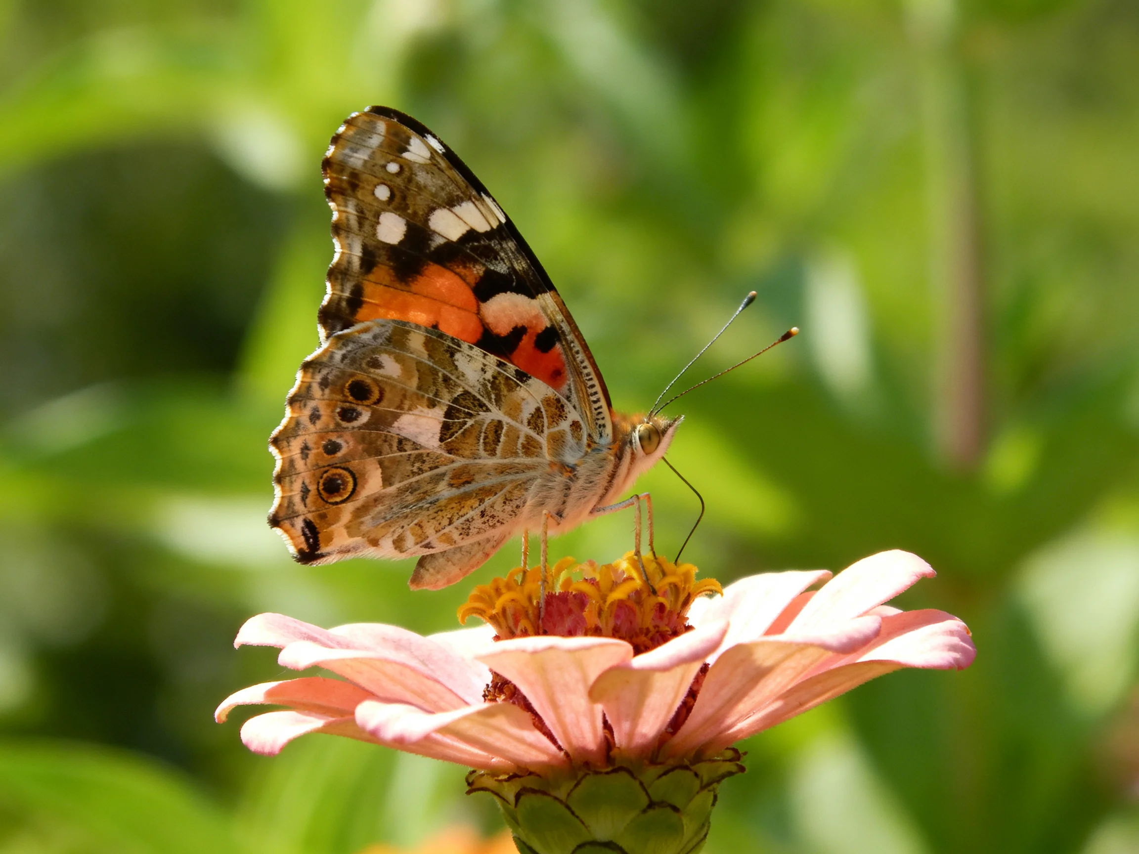 A colorful butterfly perches on a soft pink zinnia flower