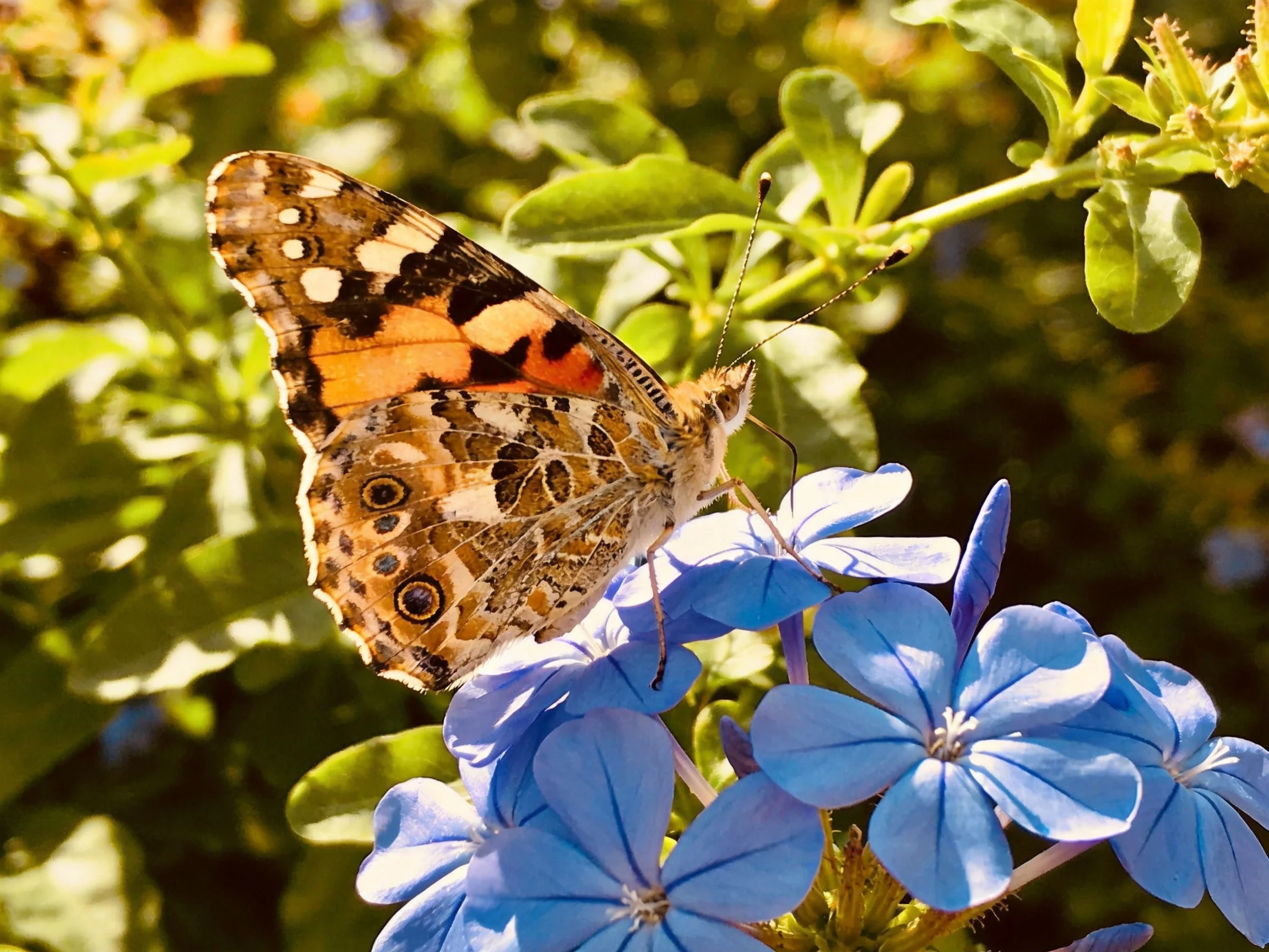 A colorful butterfly with intricate wings rests on bright blue flowers among greenery.