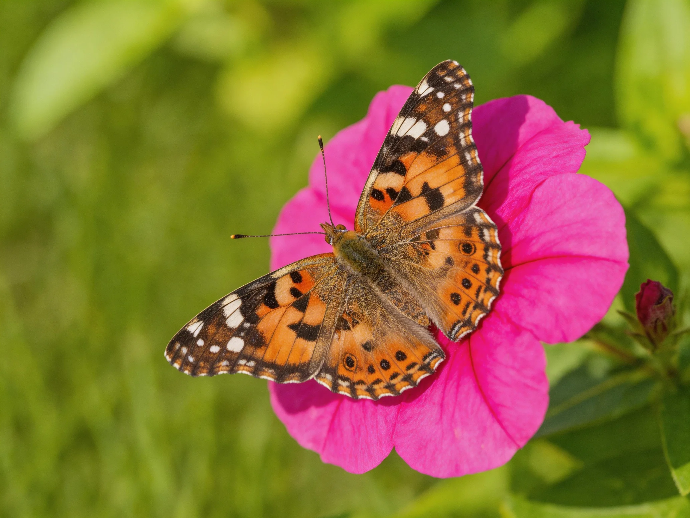 A colorful butterfly with patterned wings rests on a bright pink flower
