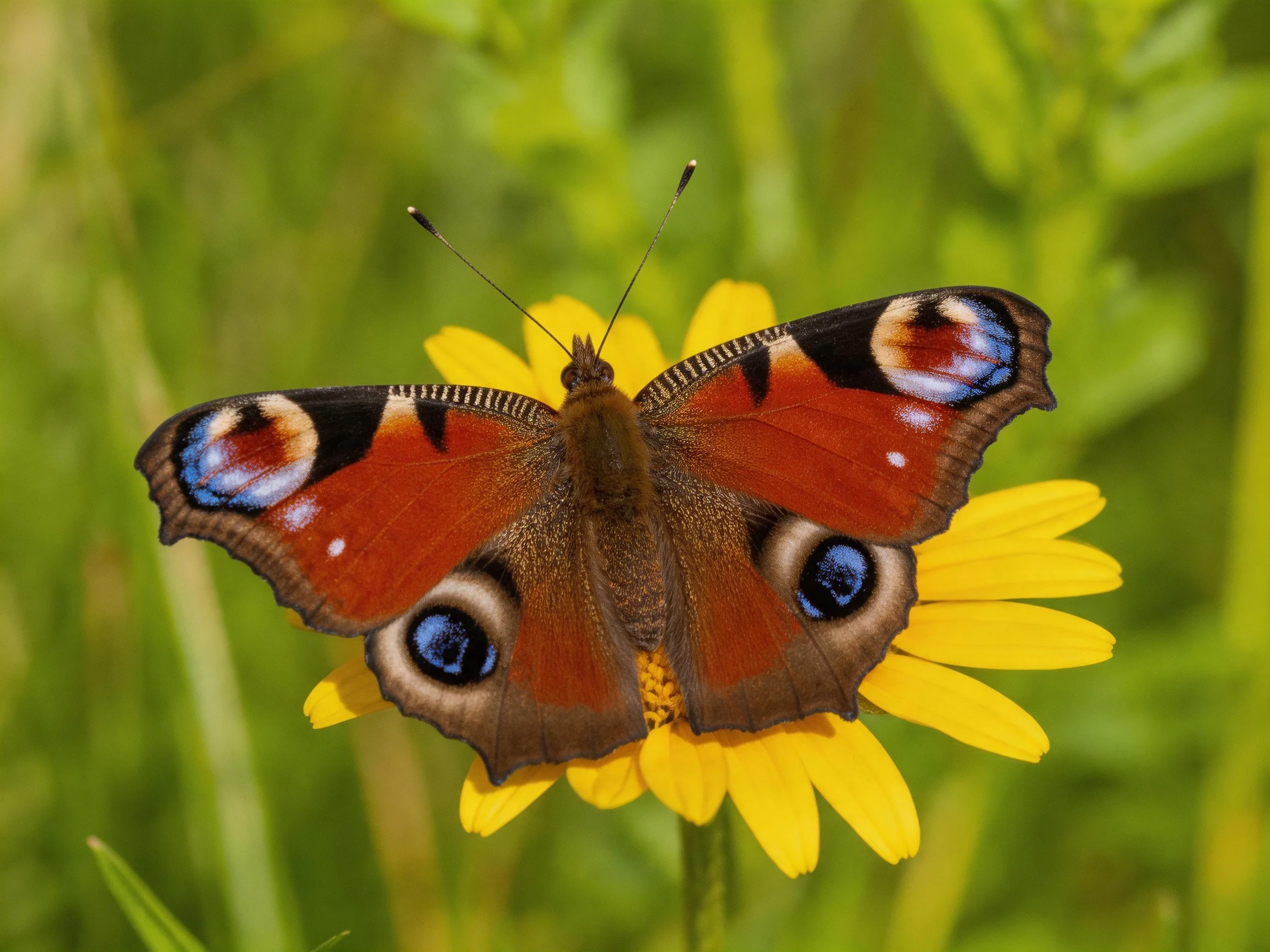 A colorful peacock butterfly perches on a bright yellow flower