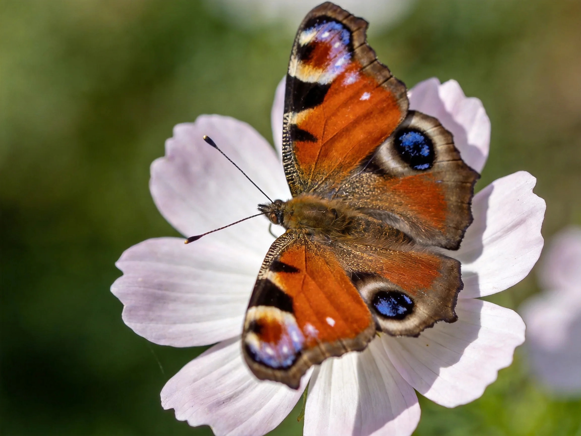 A colorful peacock butterfly rests on a delicate white flower