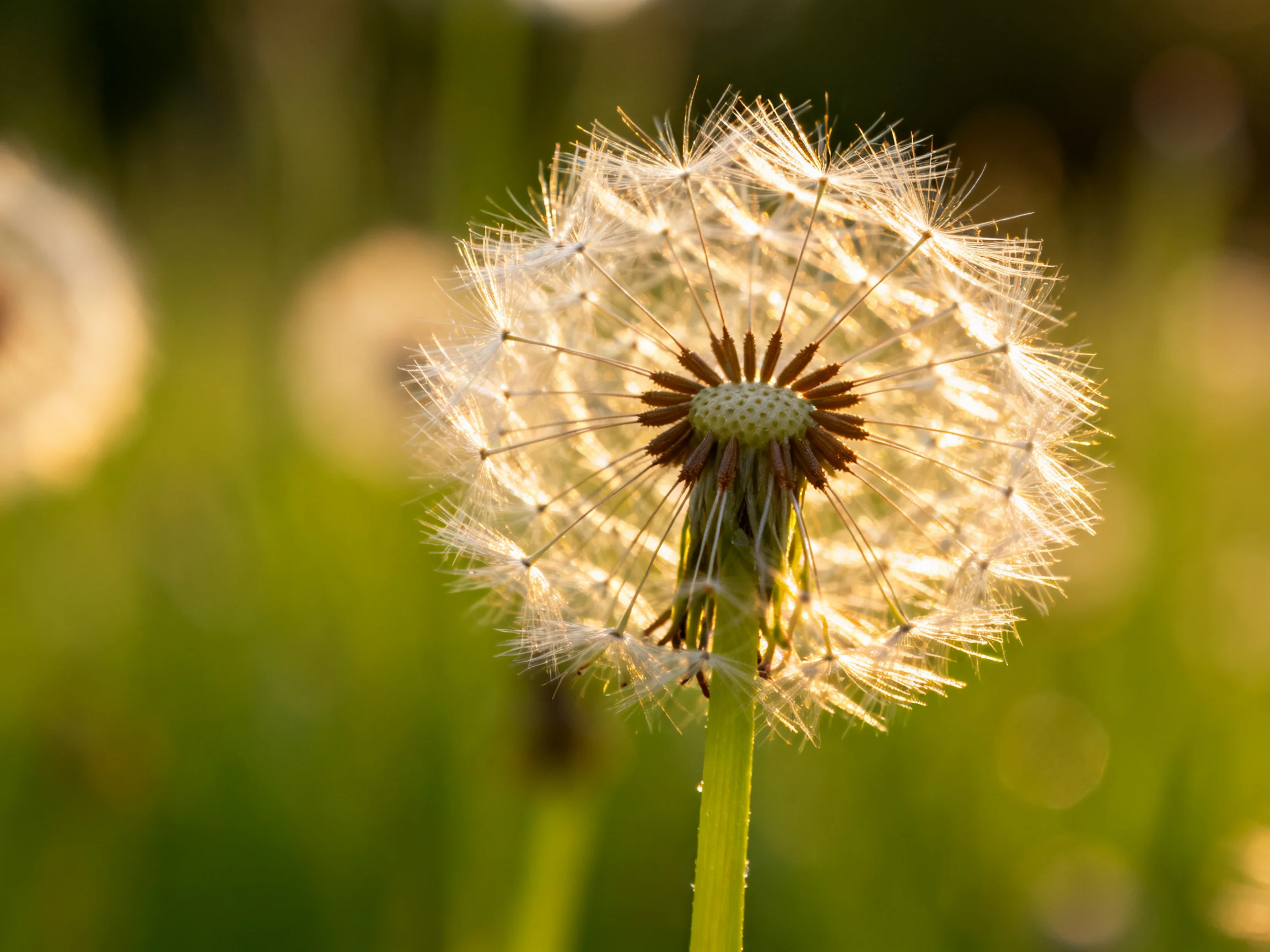 A dandelion seed head glows under warm sunlight, emphasizing its delicate structure