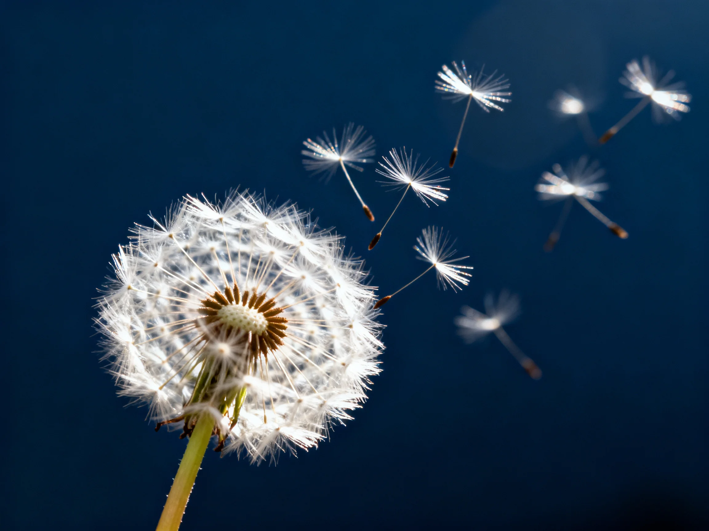 A dandelion seed head releasing seeds into a deep blue sky