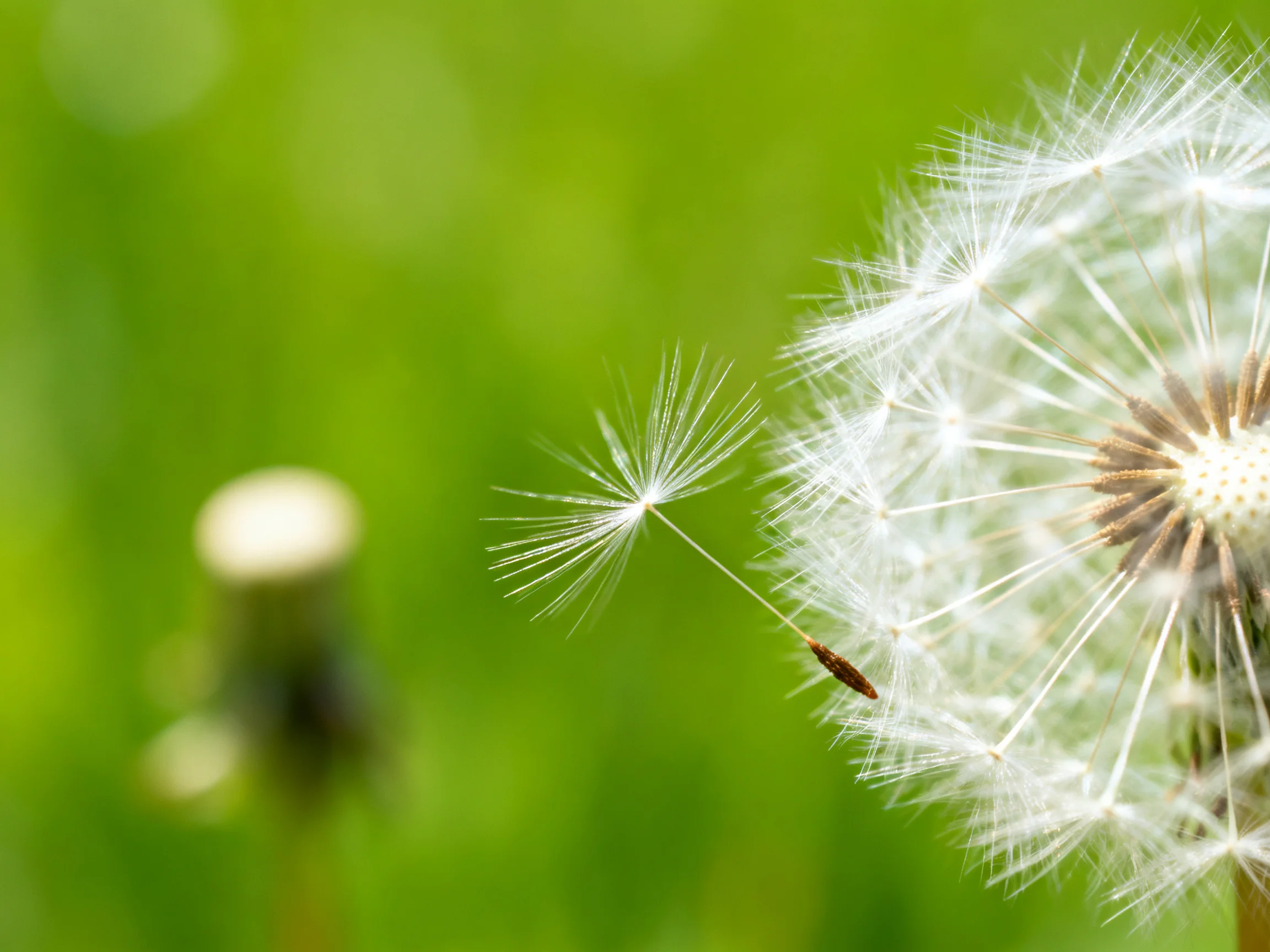 A dandelion seed head with a single seed drifting in green surroundings