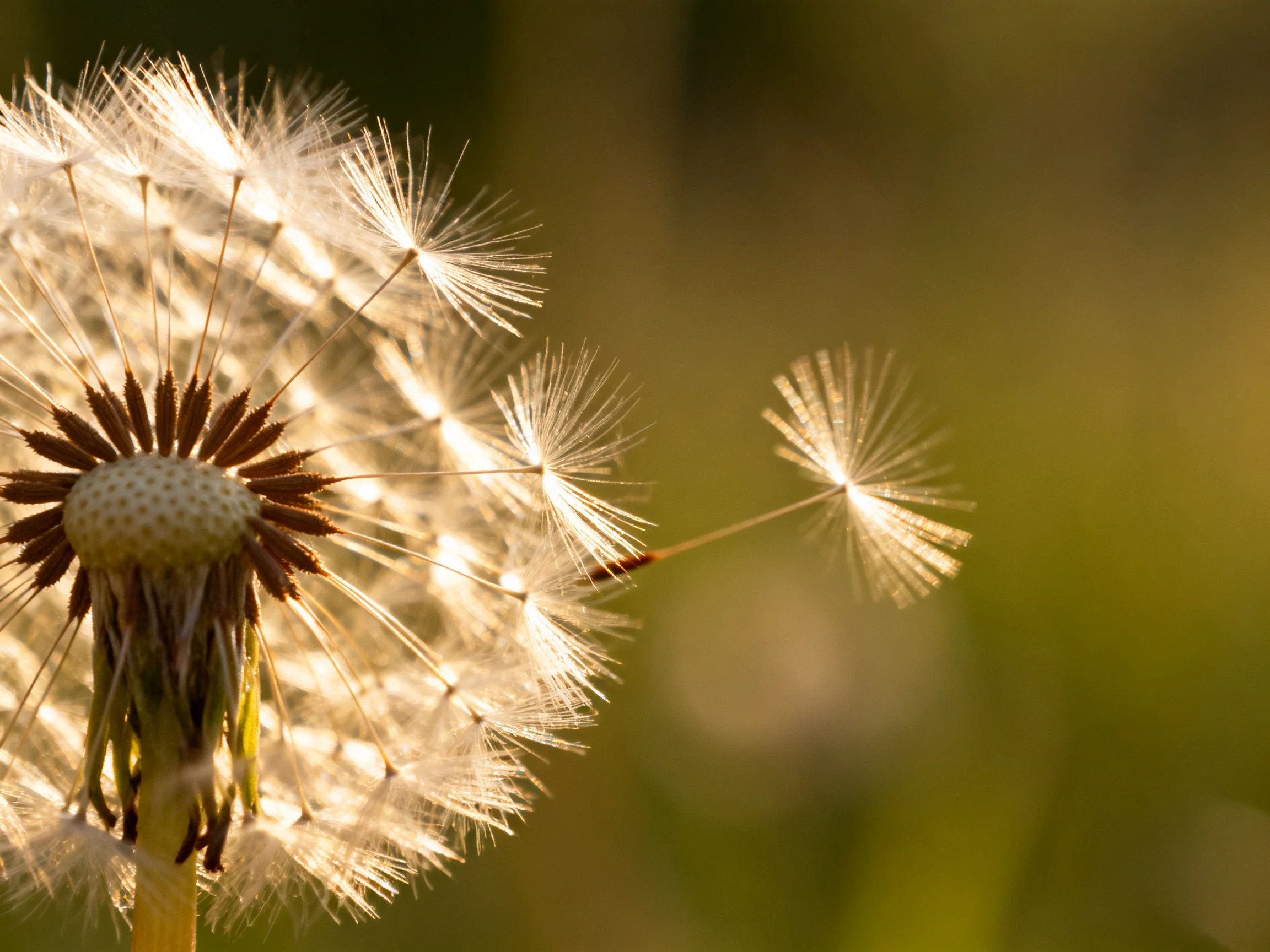 A dandelion seed head with floating seeds bathed in golden sunlight