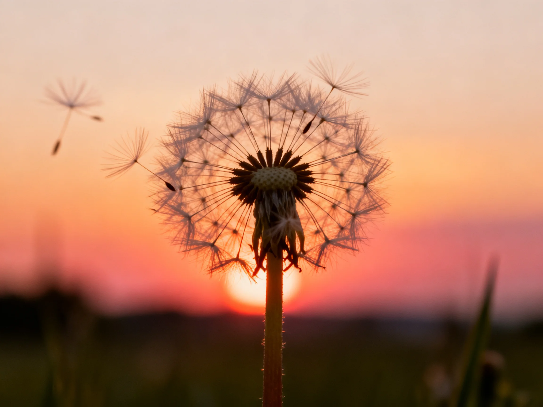 A dandelion silhouette with seeds drifting amid a vibrant sunset sky