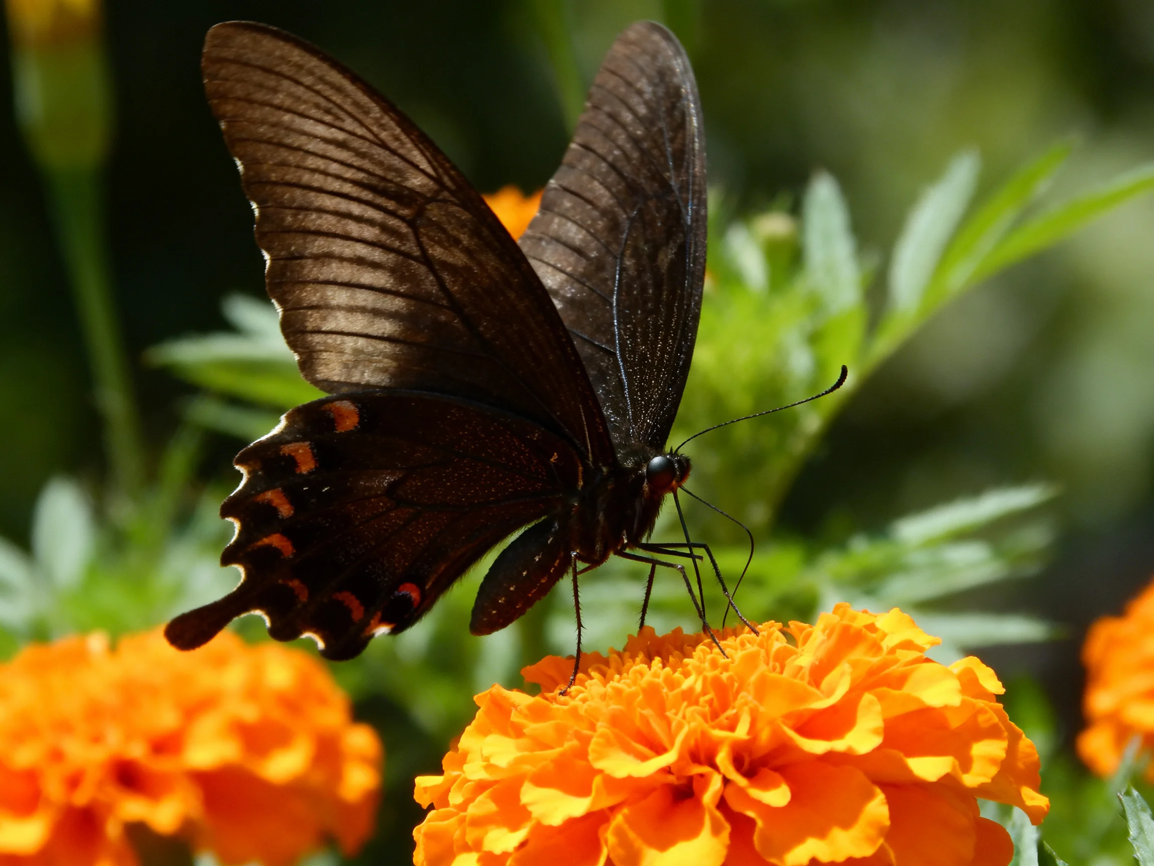 A dark brown swallowtail butterfly on bright orange marigold flowers