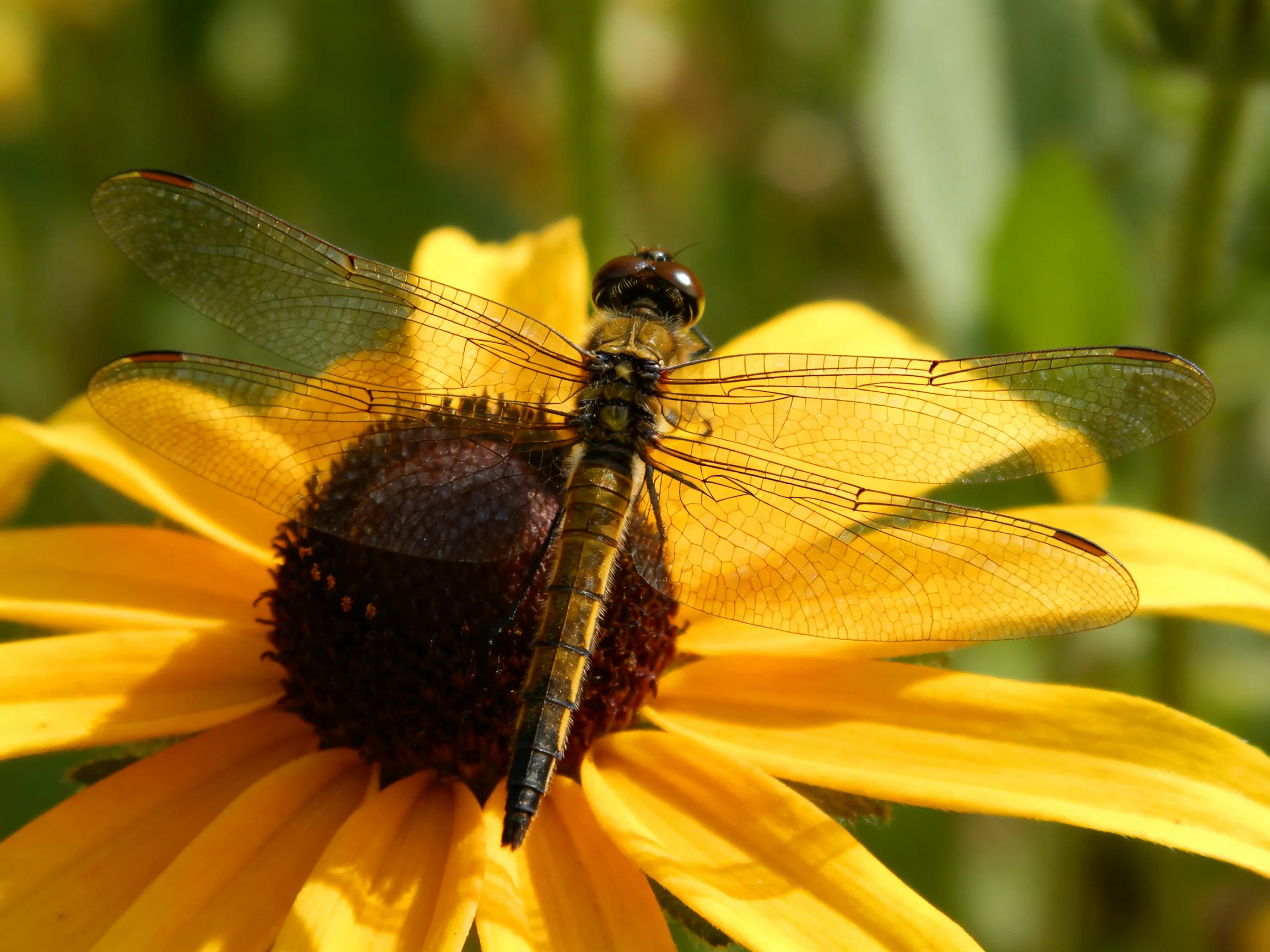 A dark-winged dragonfly perches on a bright yellow flower