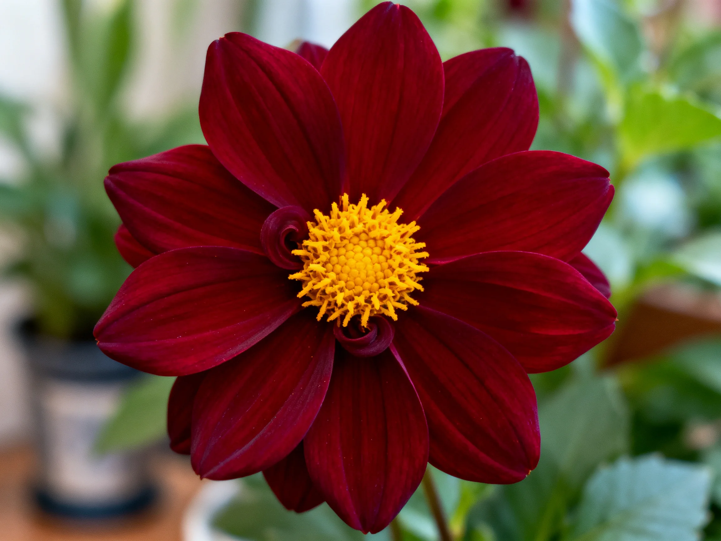 A deep burgundy dahlia with a vivid yellow central disk