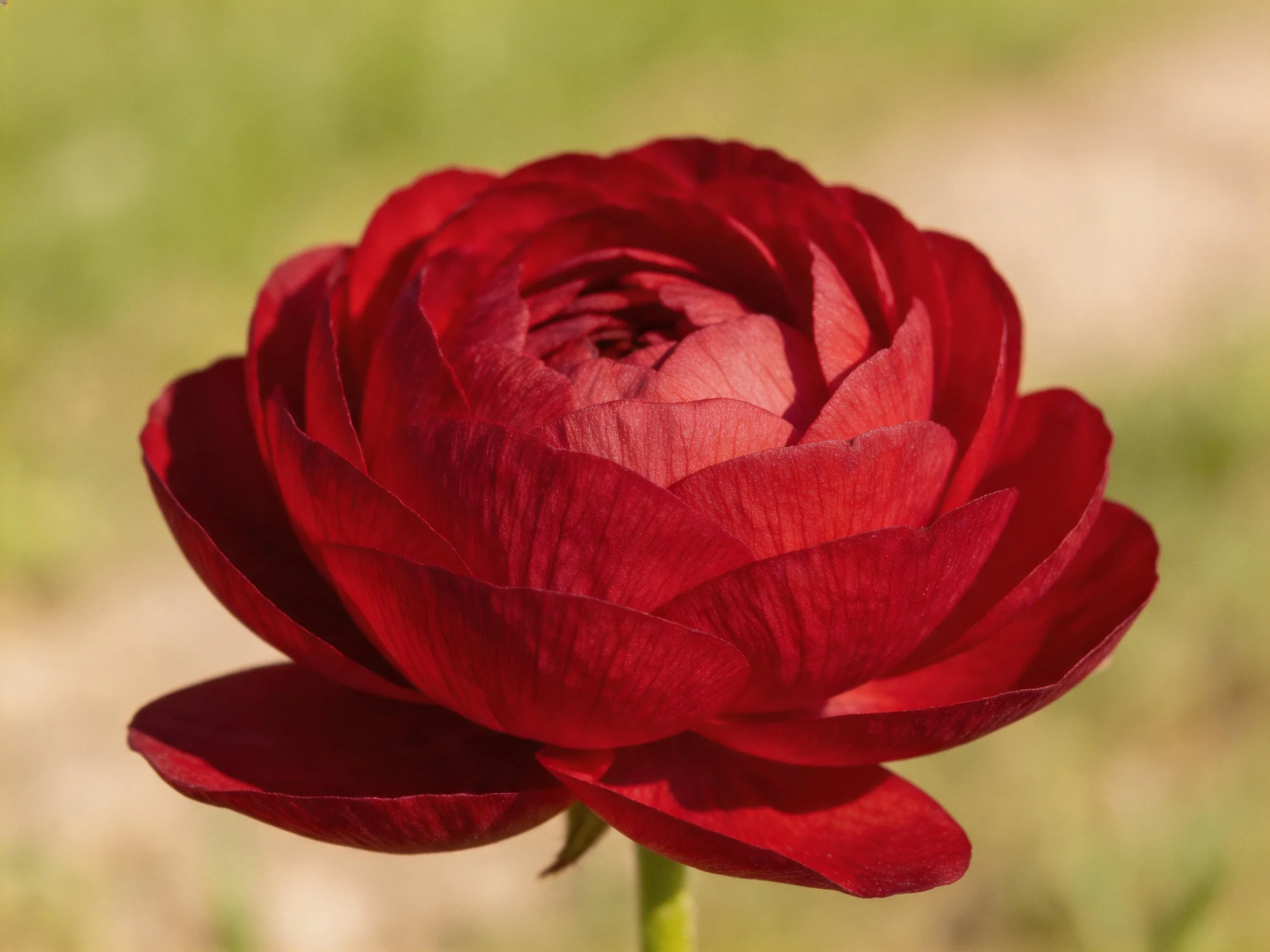 A deep crimson ranunculus flower with layered petals