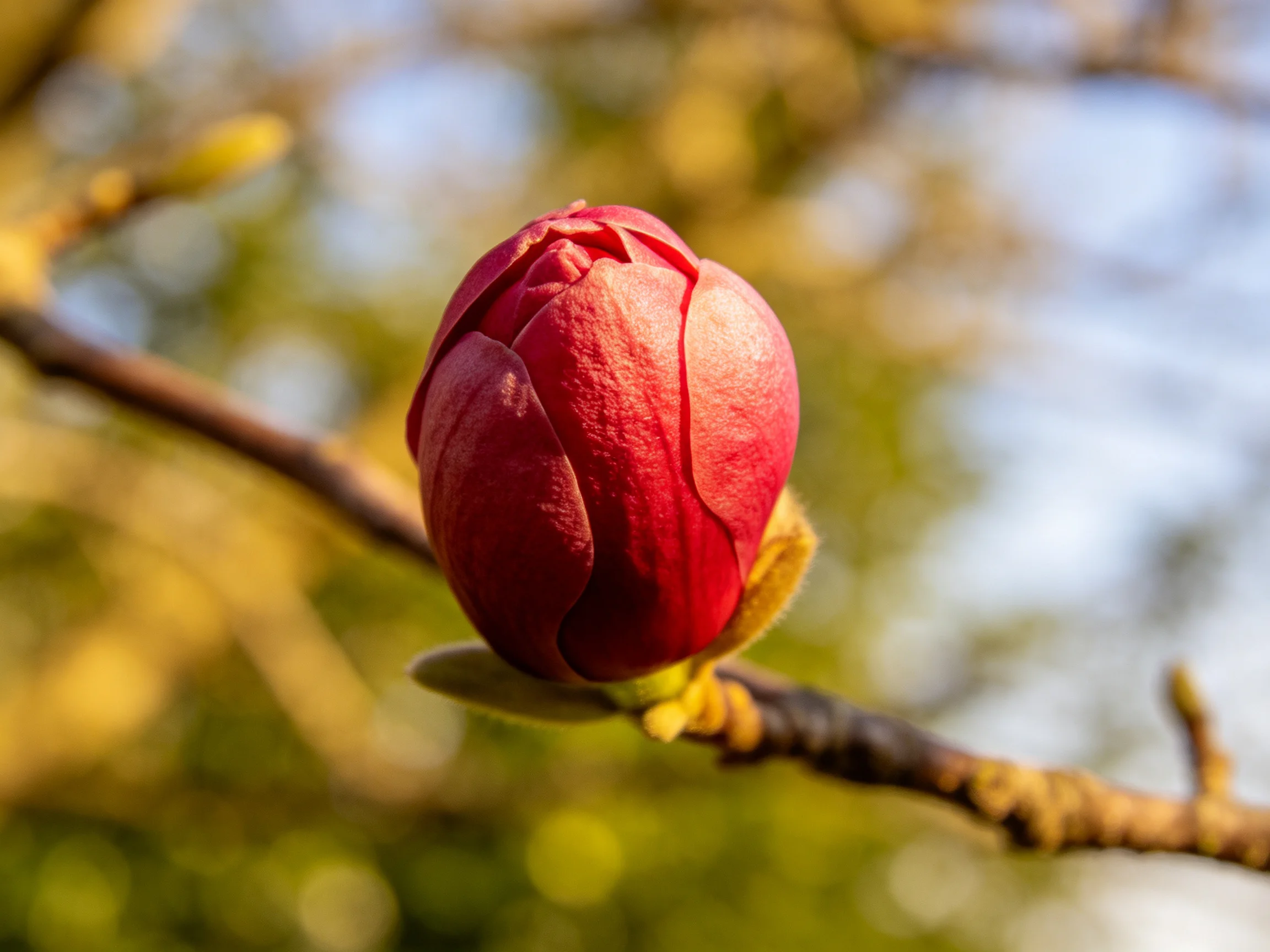 A deep red flower bud on a slender branch