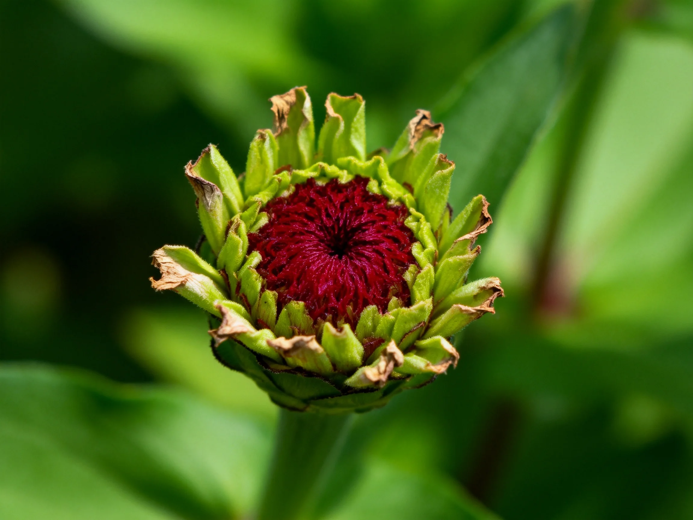 A deep red flower bud with green outer petals
