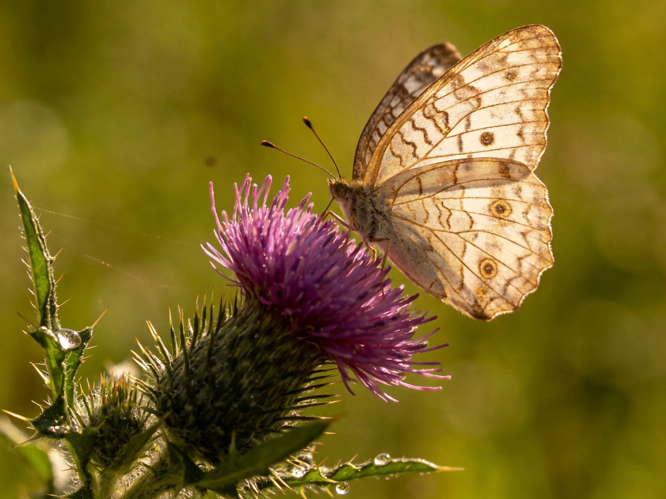 A delicate butterfly perches on a vibrant purple thistle flower