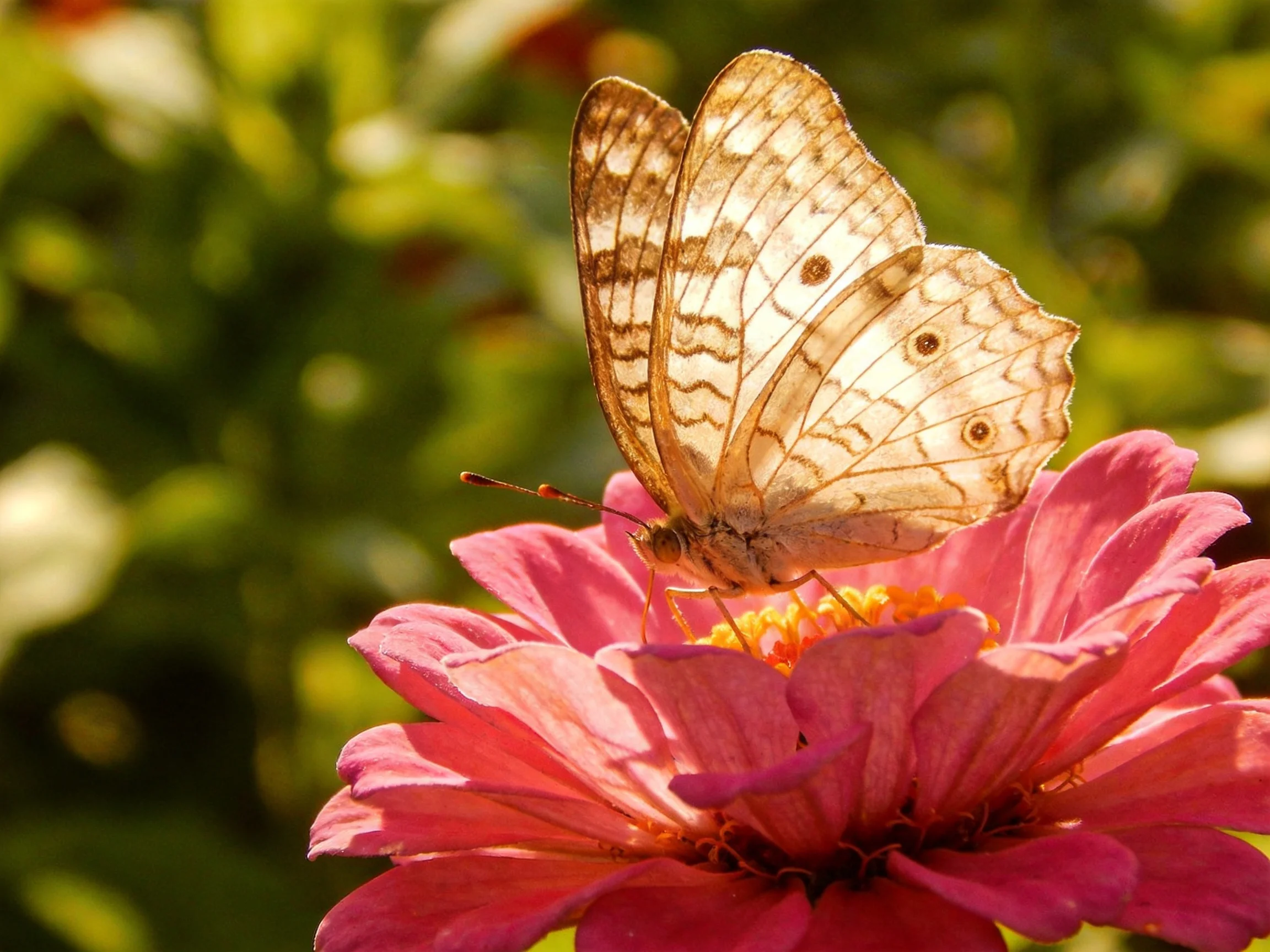 A delicate butterfly rests on a bright pink flower amid greenery