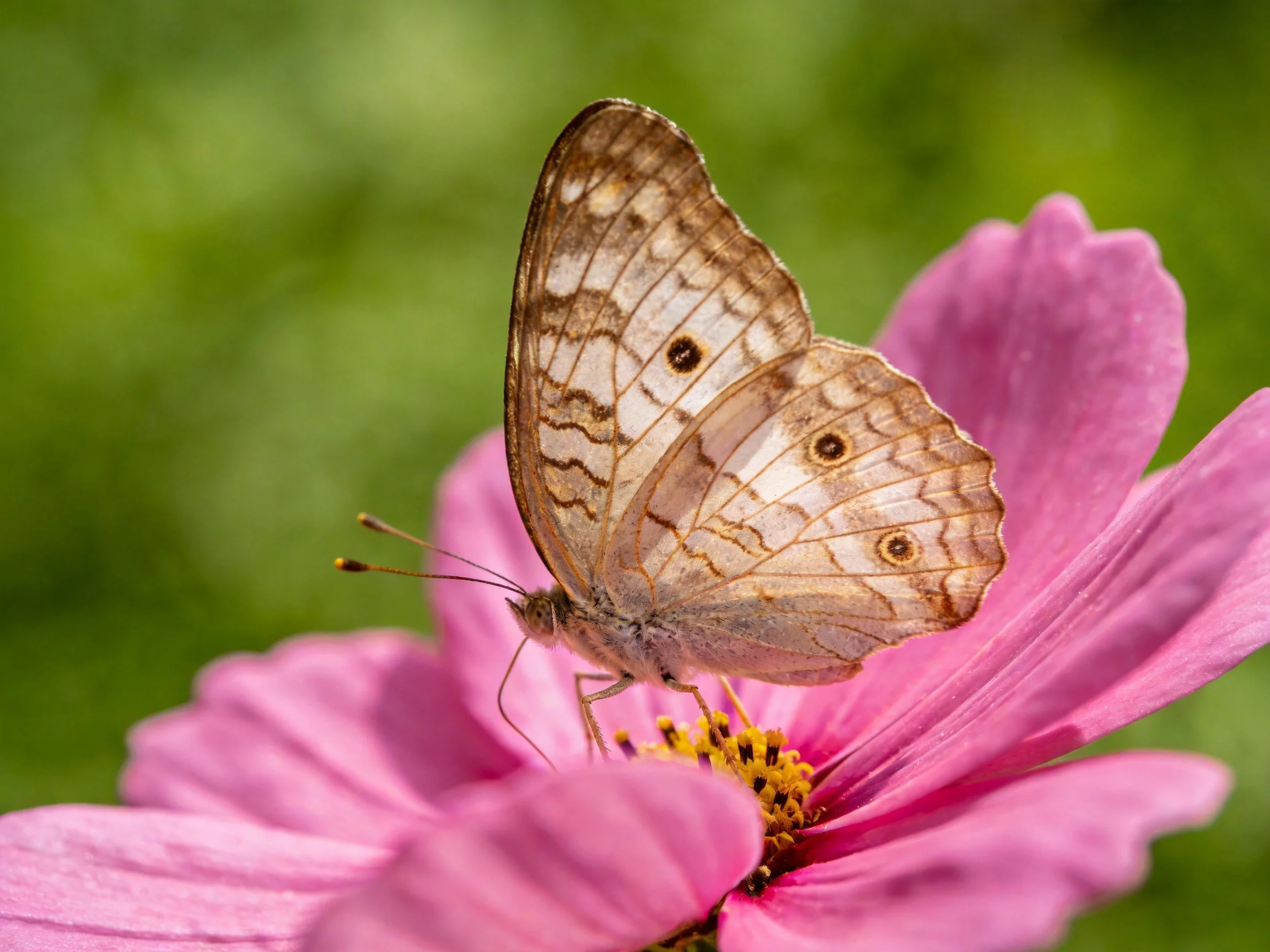 A delicate butterfly with brown-patterned wings on a vibrant pink flower