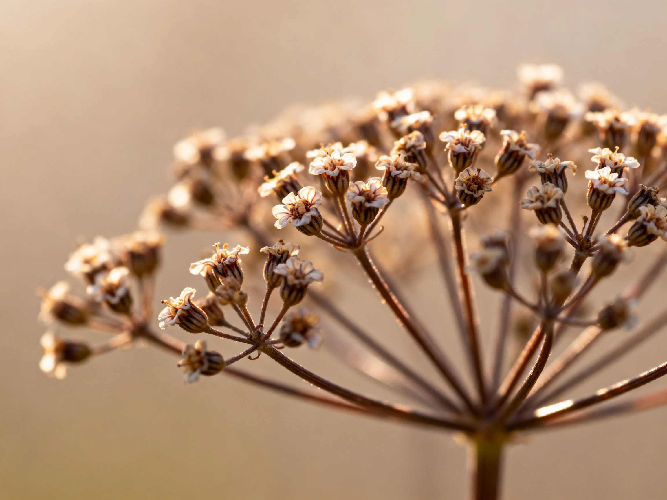 A delicate cluster of small white flowers with brown stems under warm light