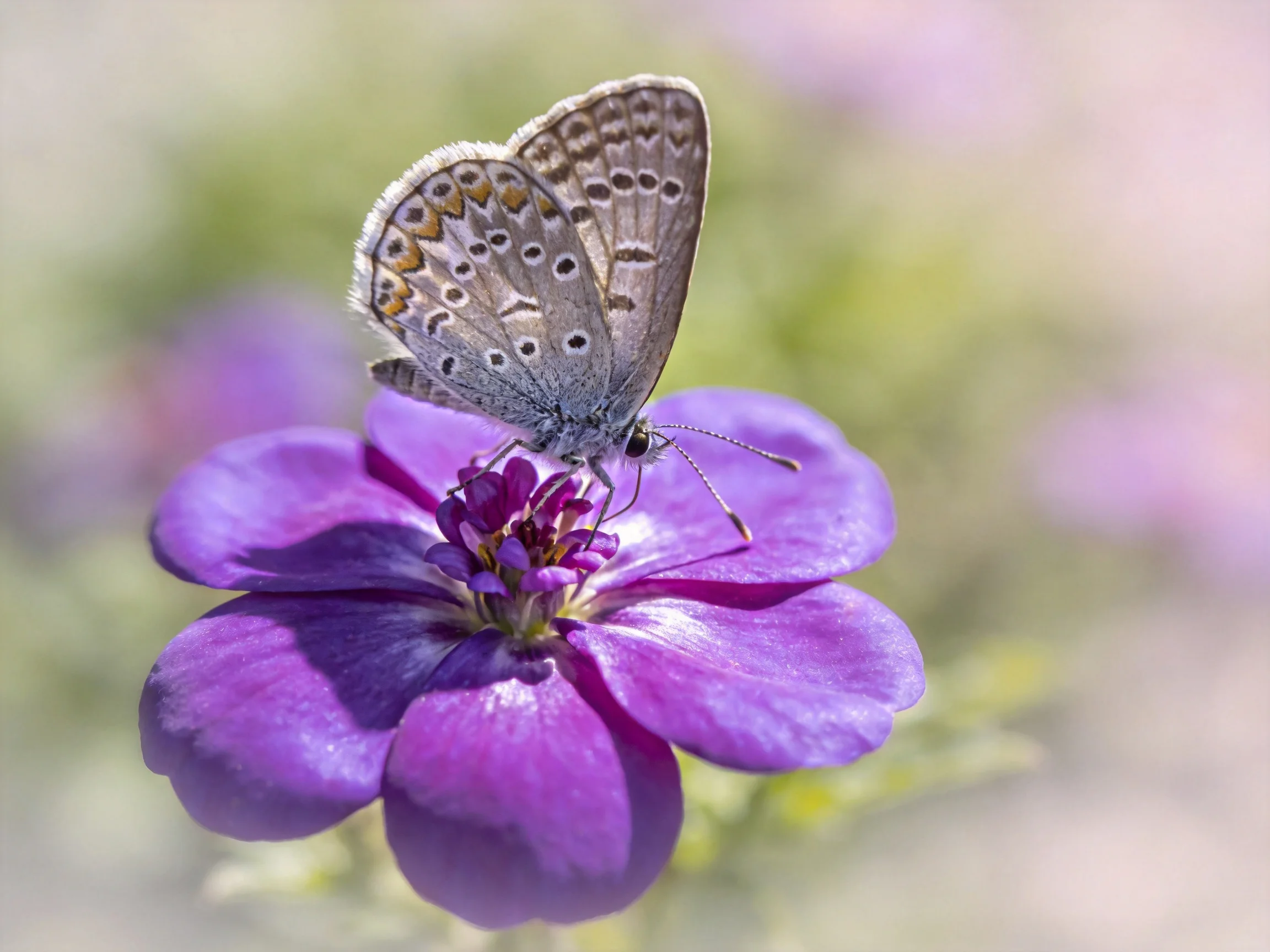 A delicate gray butterfly perched on a vibrant purple bloom
