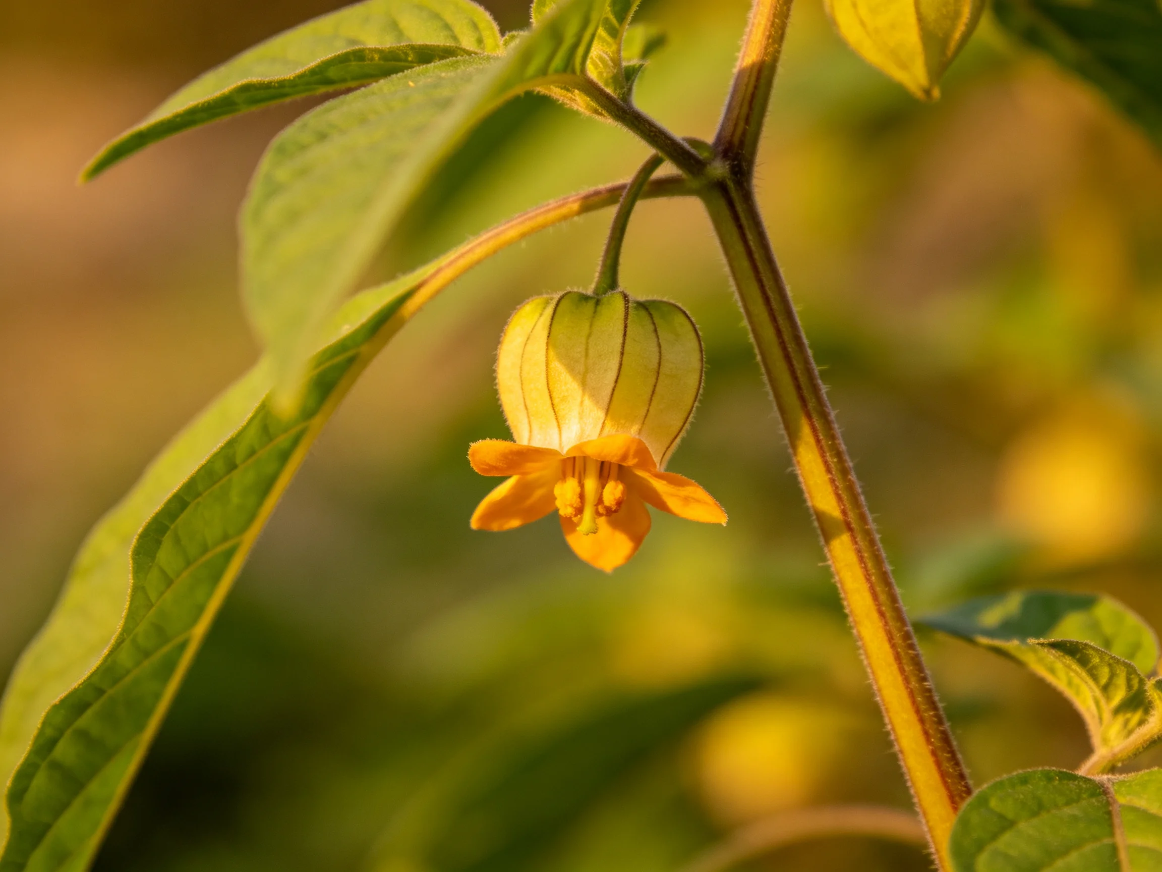 A delicate orange flower with a translucent green bell pod among broad green leaves