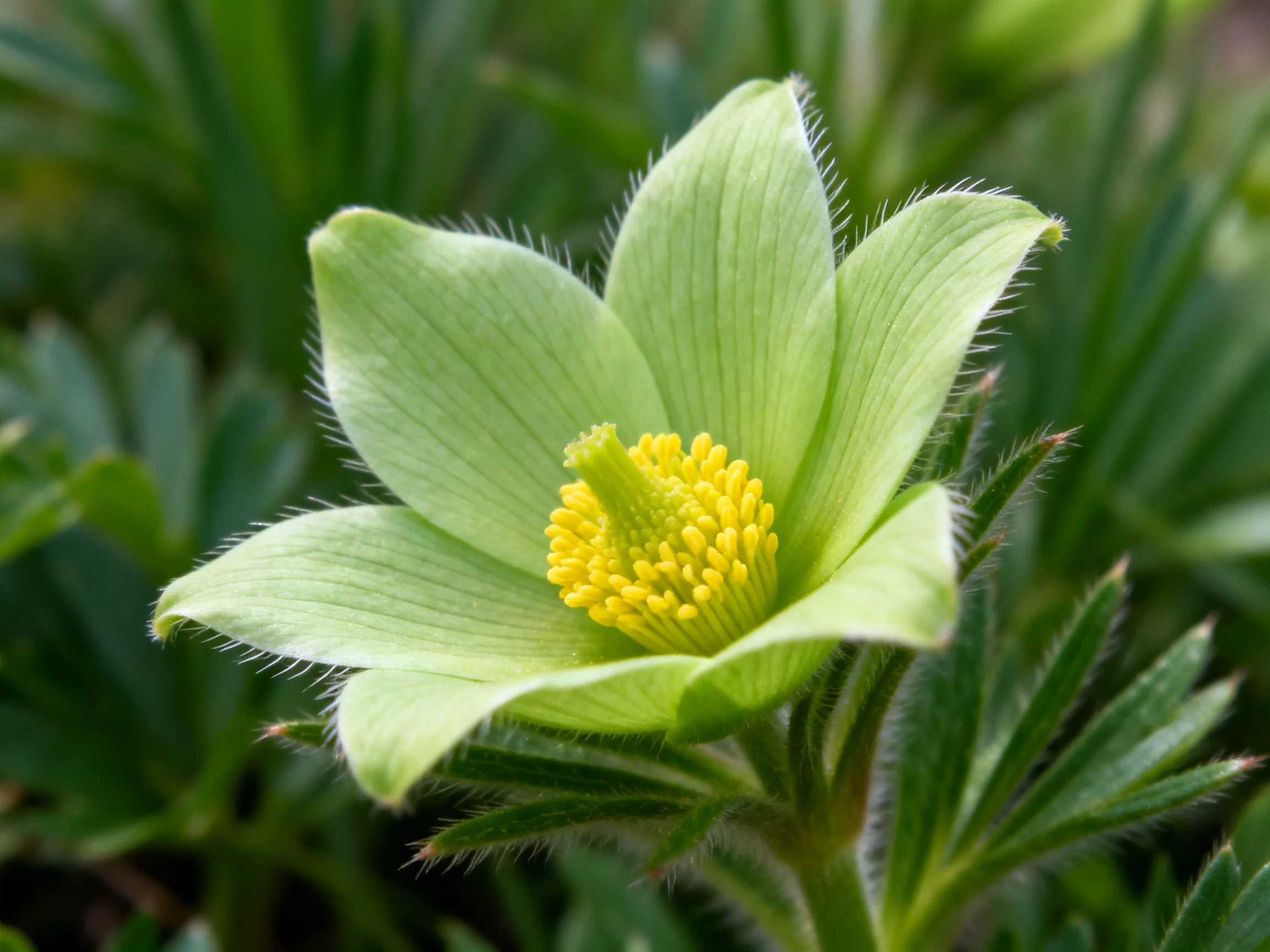 A delicate pale green flower with a bright yellow central cluster