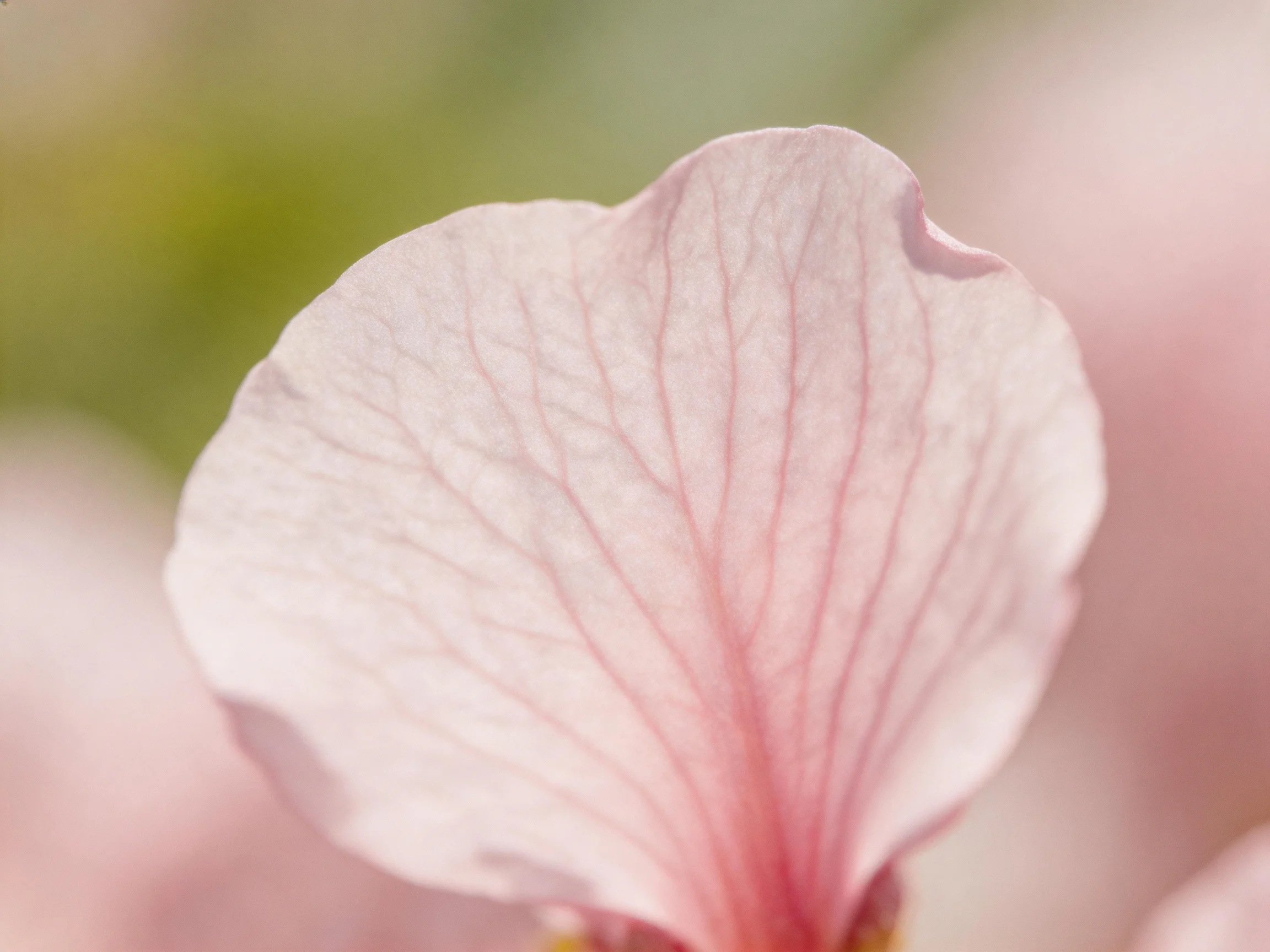A delicate pale pink flower petal with prominent vein details against soft blurred backgrounds