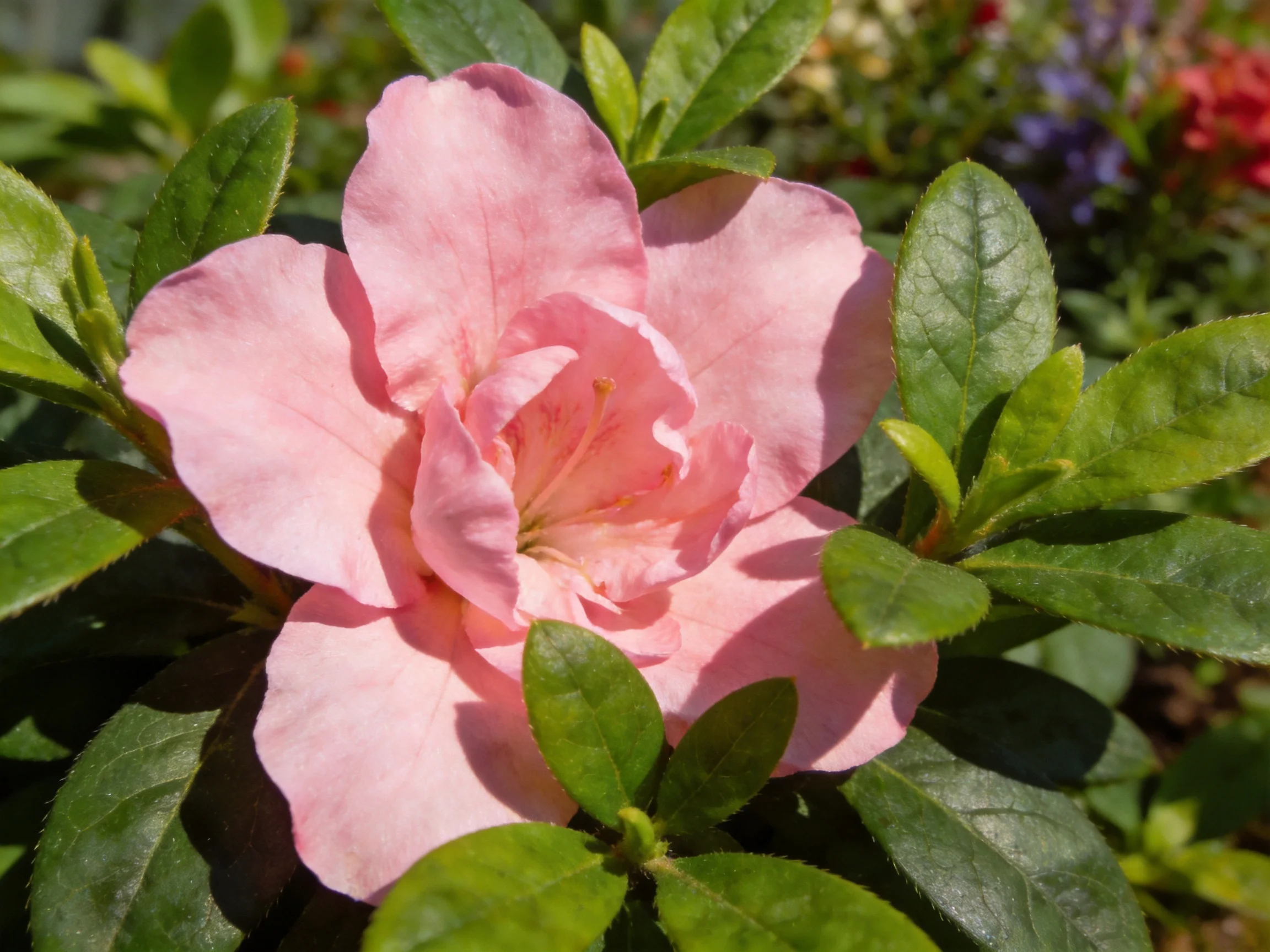 A delicate pink azalea bloom surrounded by glossy green foliage