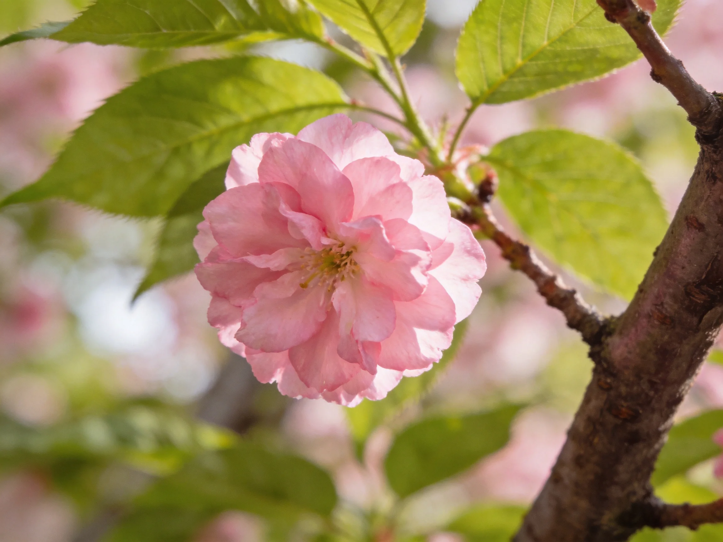 A delicate pink cherry blossom blooming among vibrant green leaves