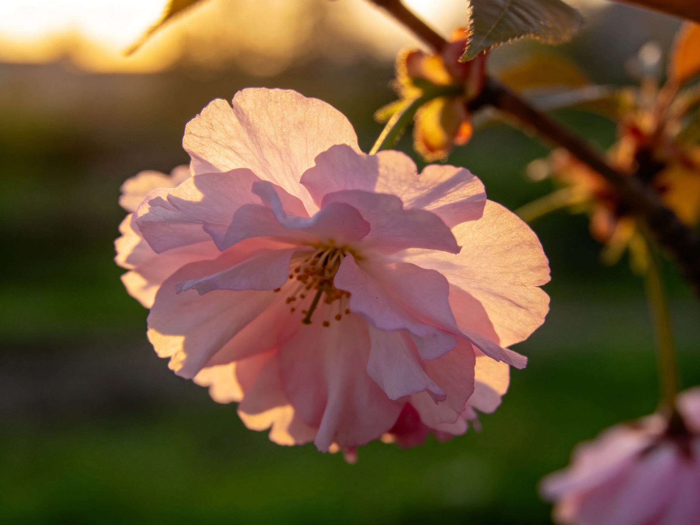 A delicate pink cherry blossom blooming under golden sunlight
