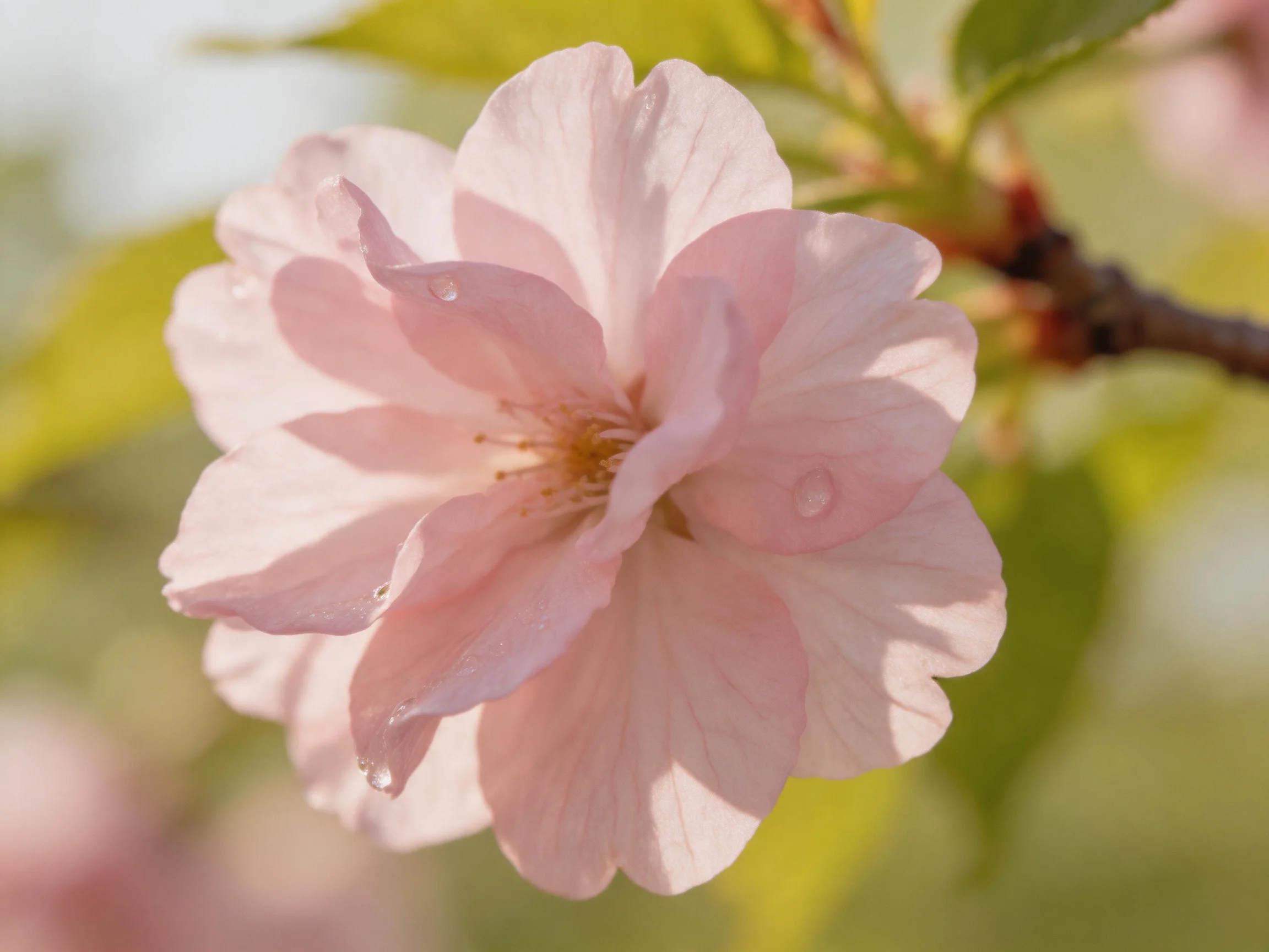 A delicate pink cherry blossom with water droplets amid green foliage