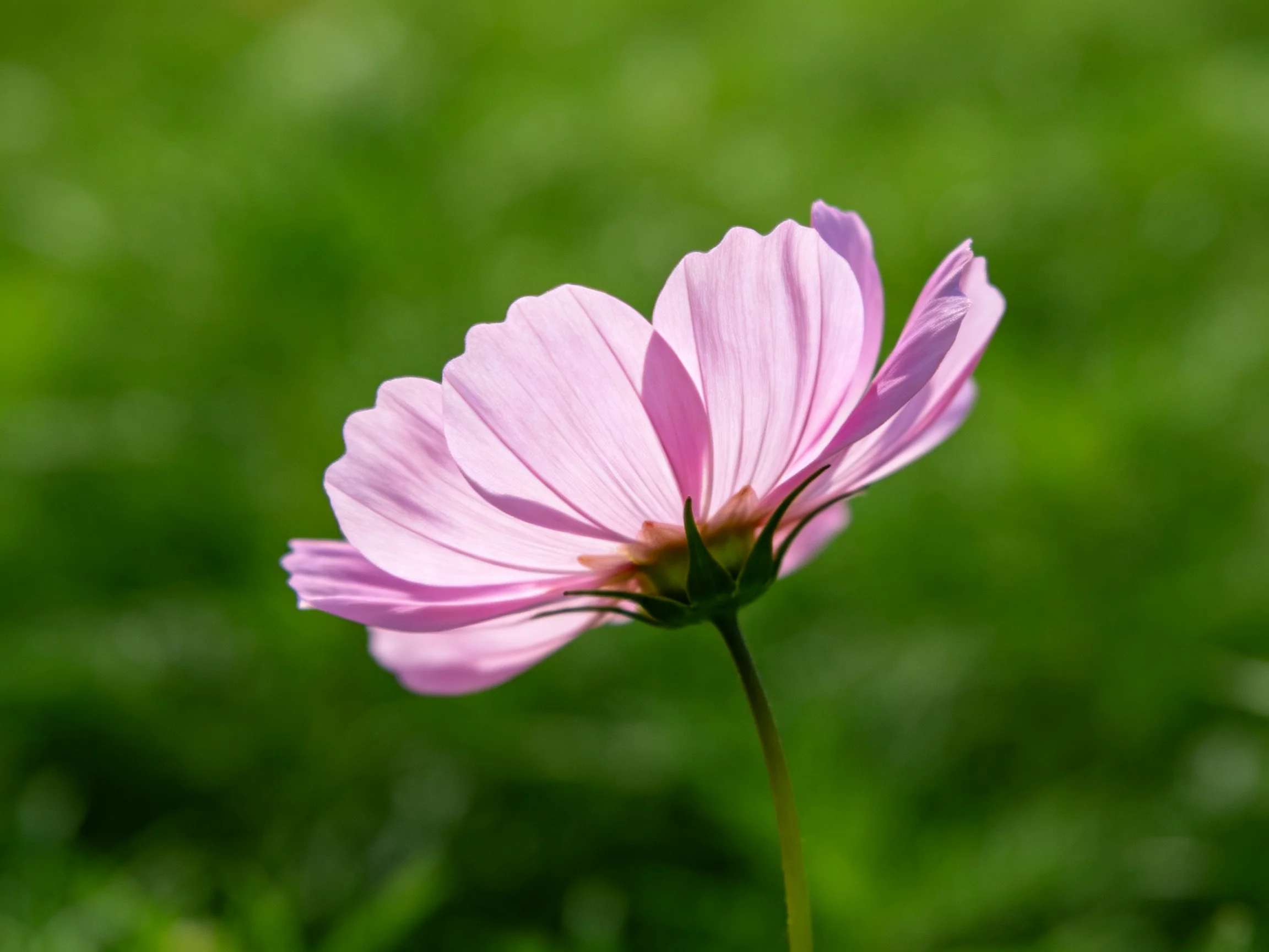 A delicate pink cosmos flower stands out against a lush green blurred background