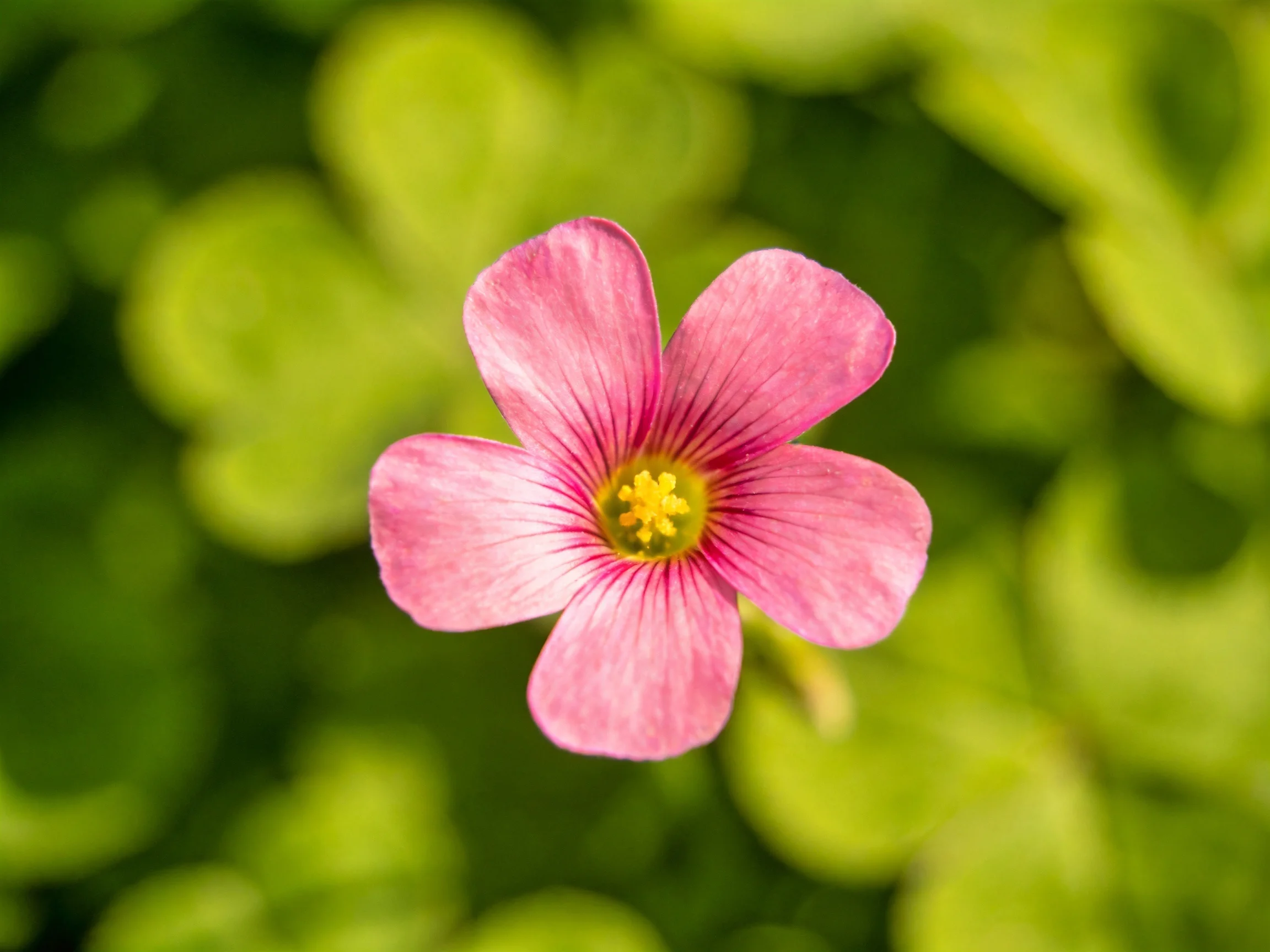 A delicate pink five-petaled flower against blurred green foliage