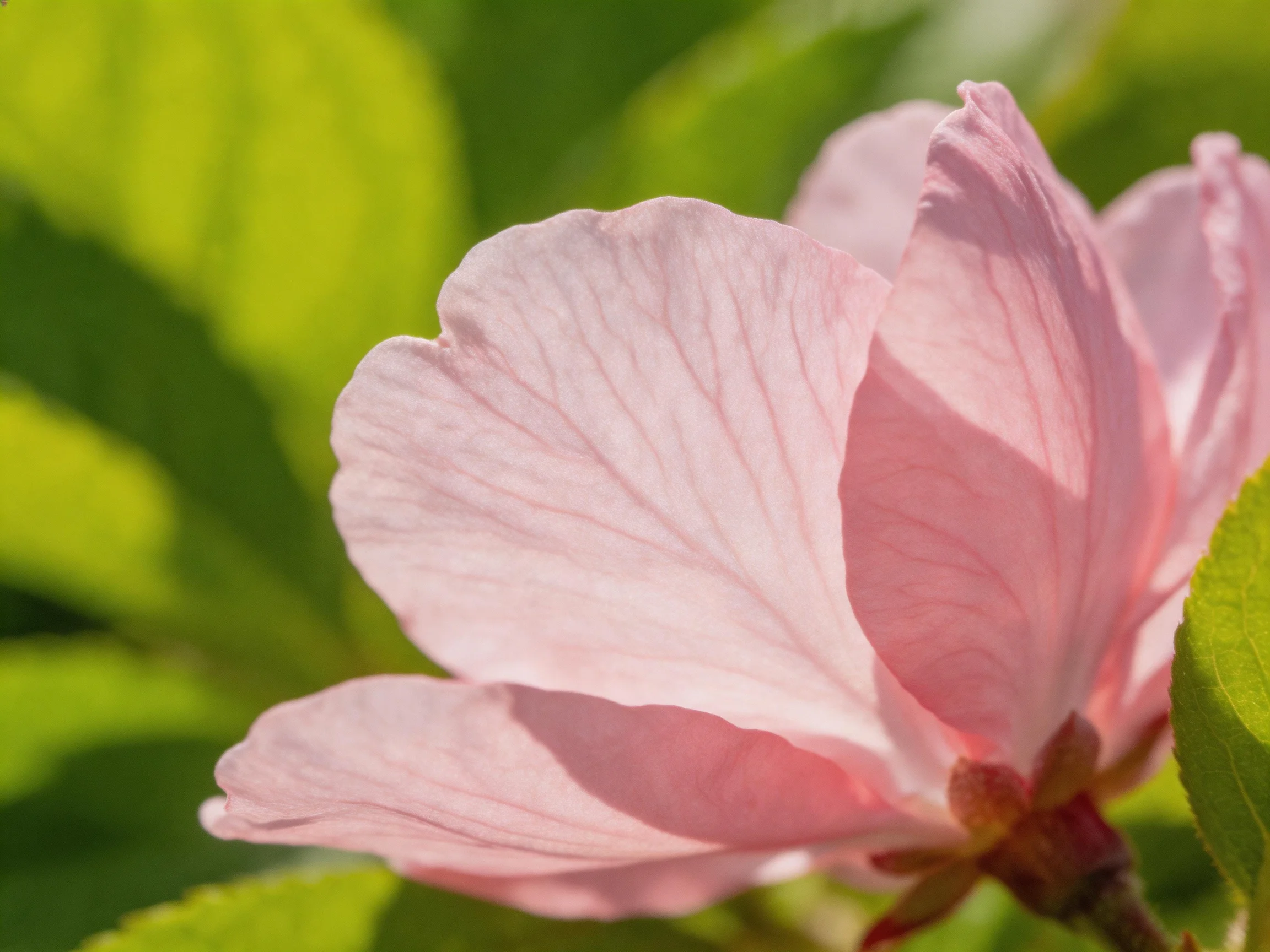 A delicate pink flower blooms amid vibrant green foliage