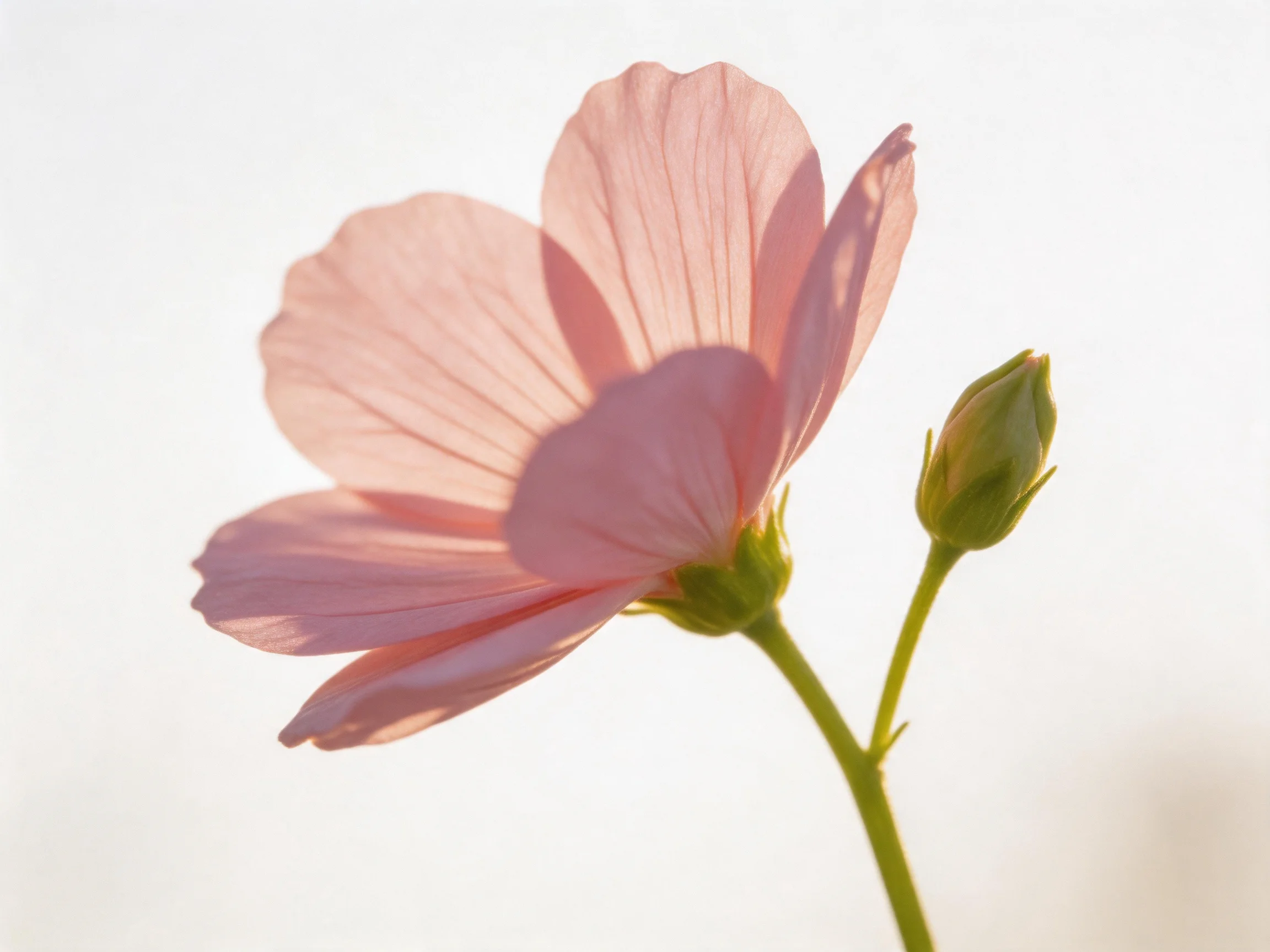 A delicate pink flower blooms beside a closed green bud
