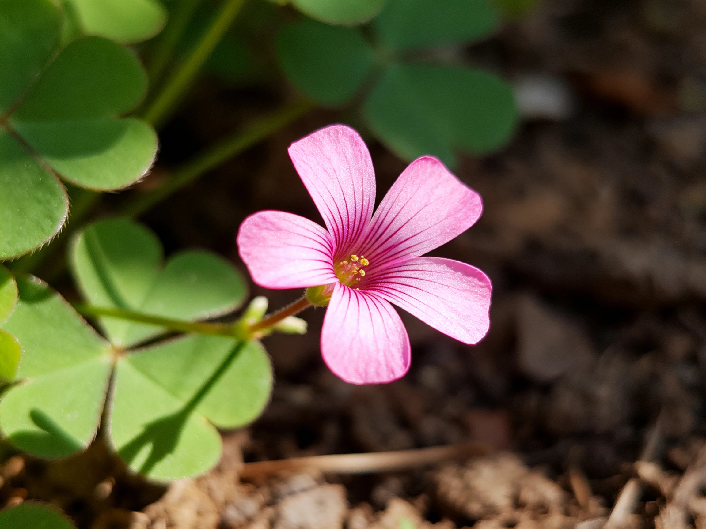 A delicate pink flower blooms near vibrant green clover leaves