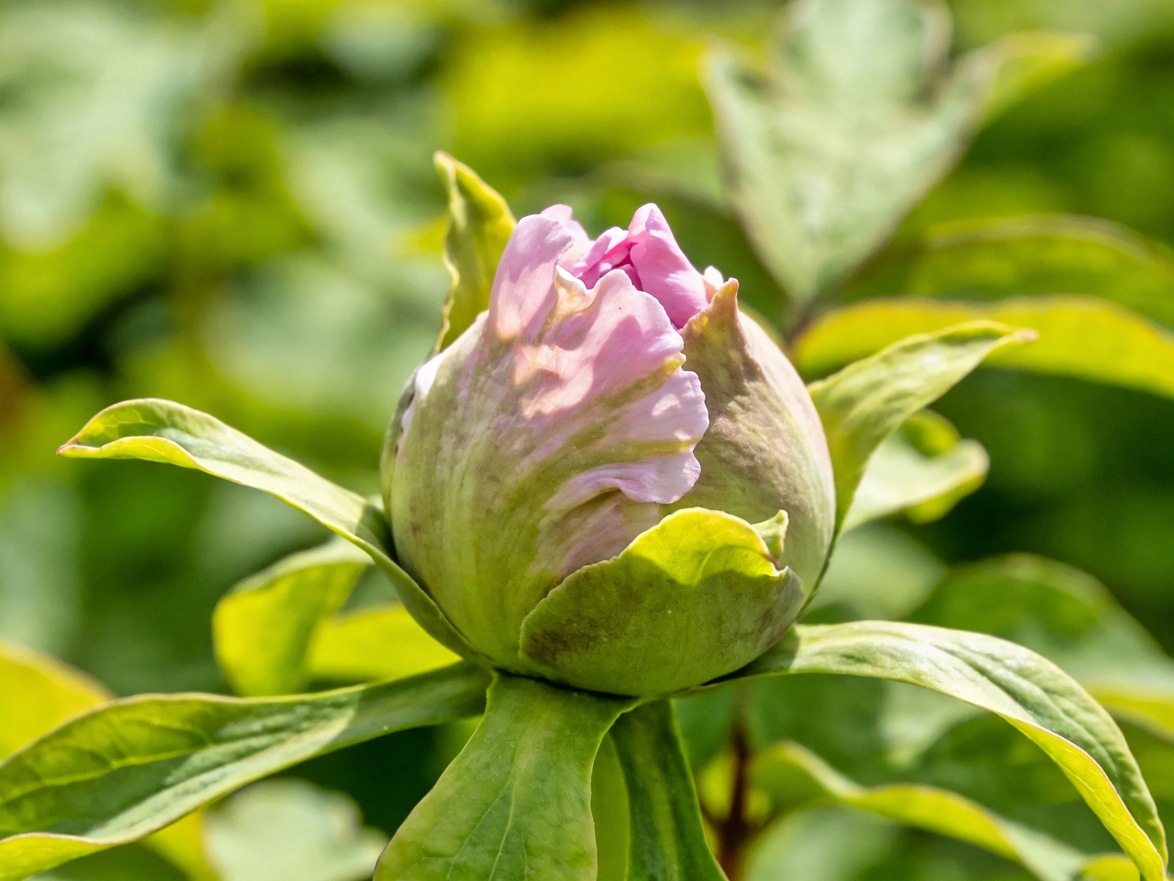 A delicate pink flower bud nestled among vibrant green foliage