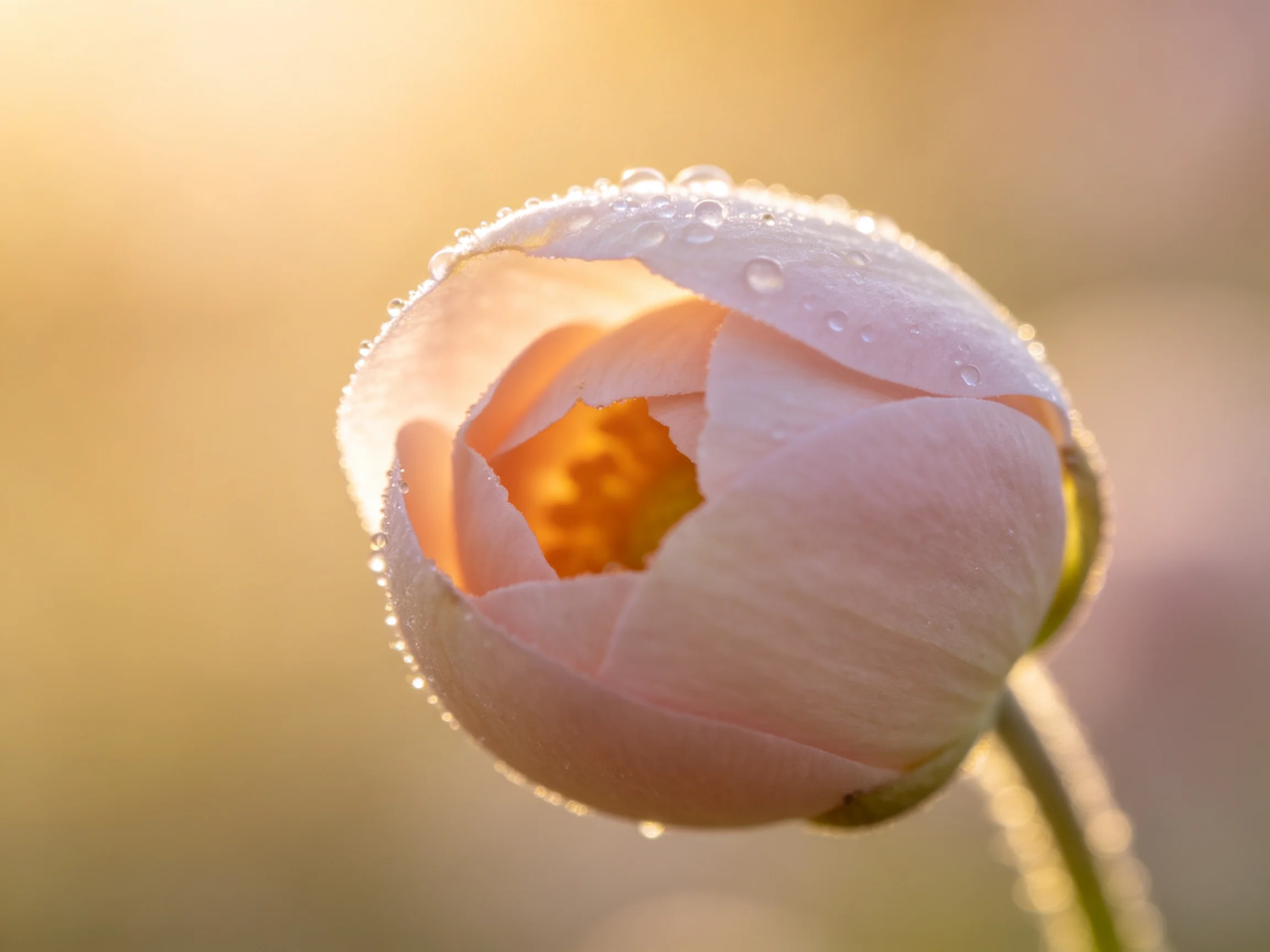 A delicate pink flower bud with glistening dewdrops under warm sunlight
