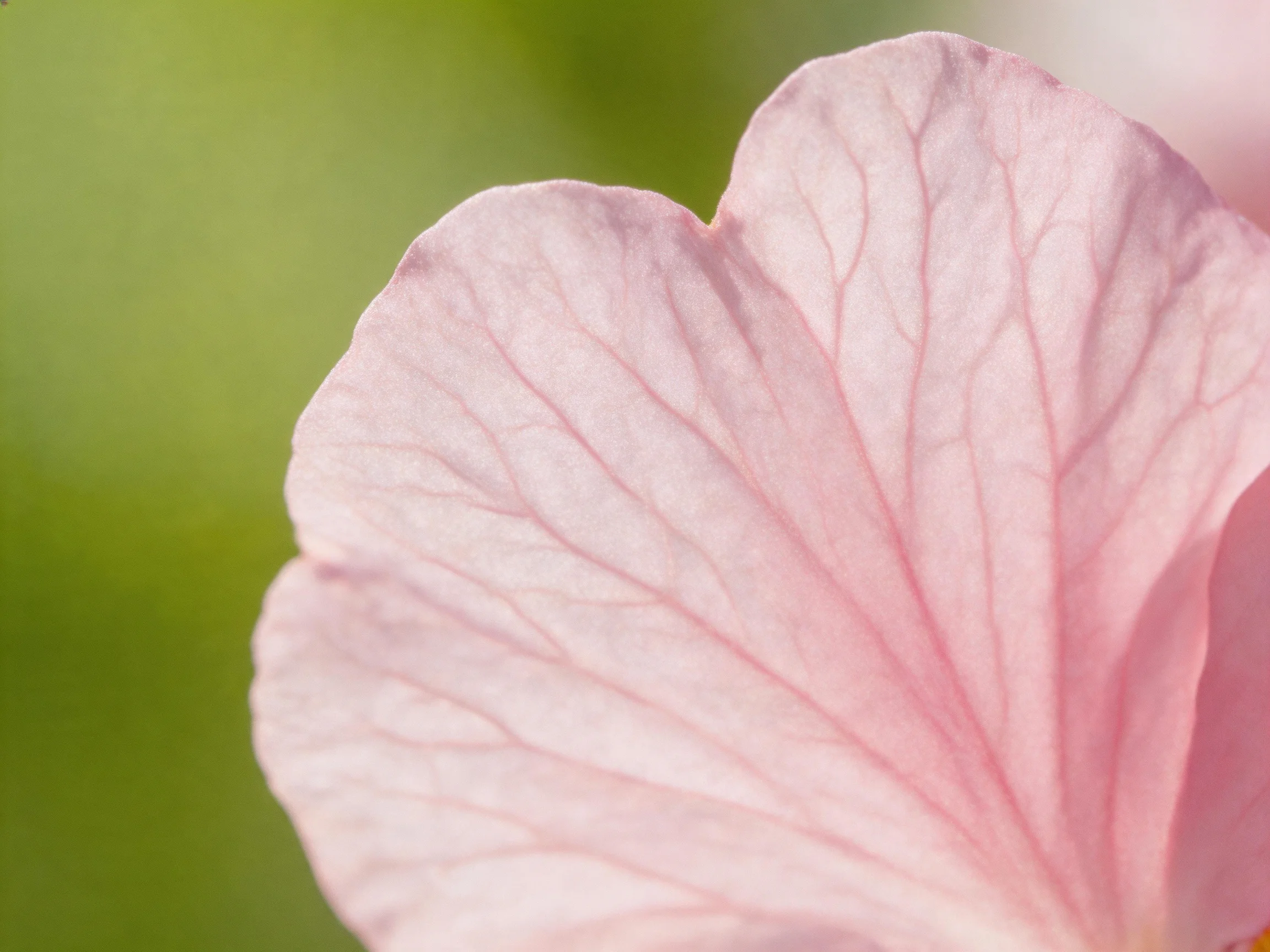A delicate pink flower petal with prominent veins against a soft green backdrop