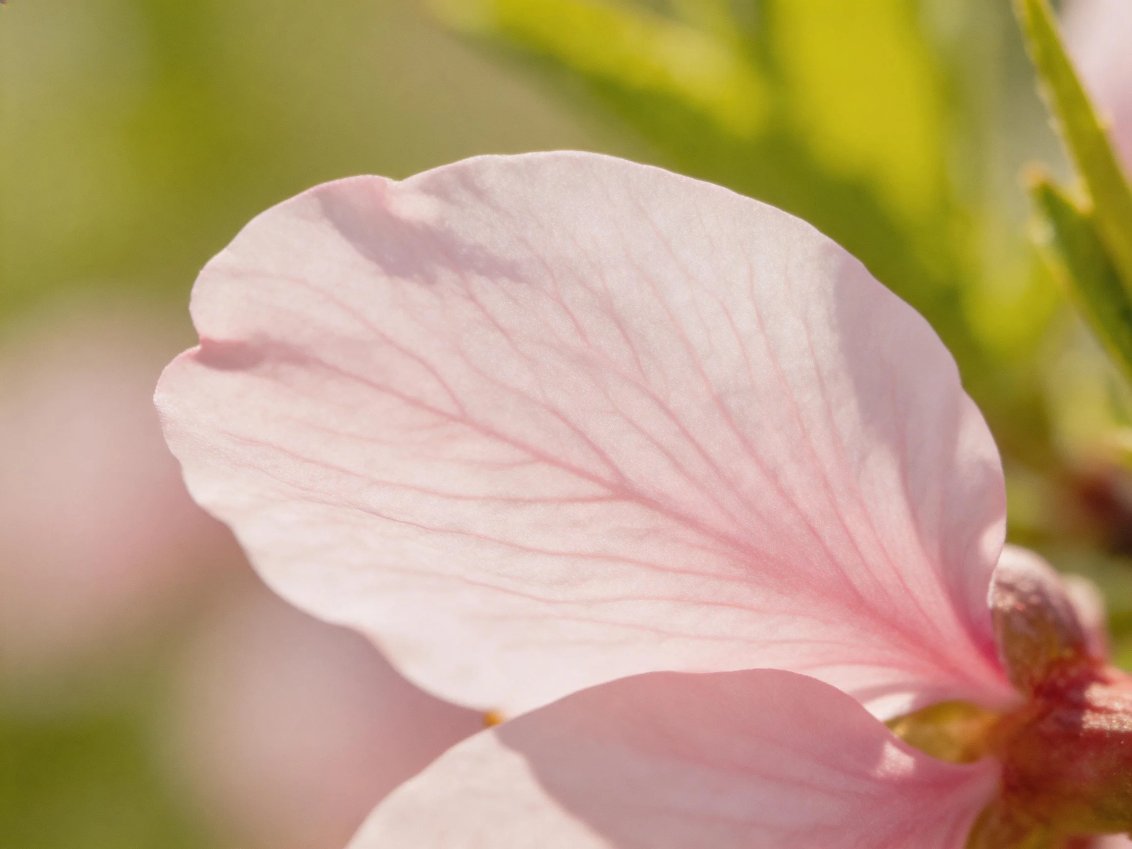 A delicate pink flower petal with prominent veins against soft greenery