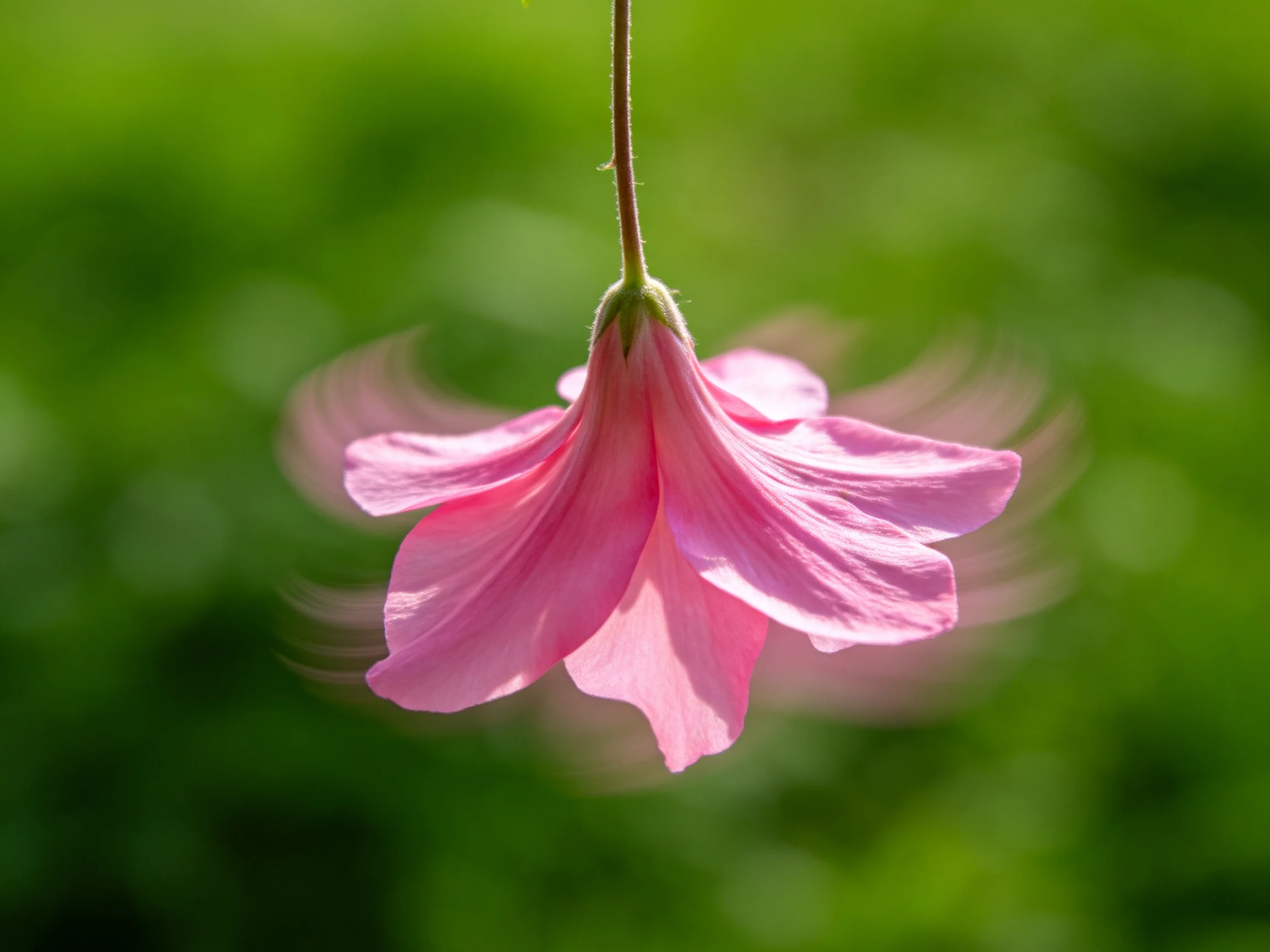 A delicate pink flower with motion blur hangs among green foliage