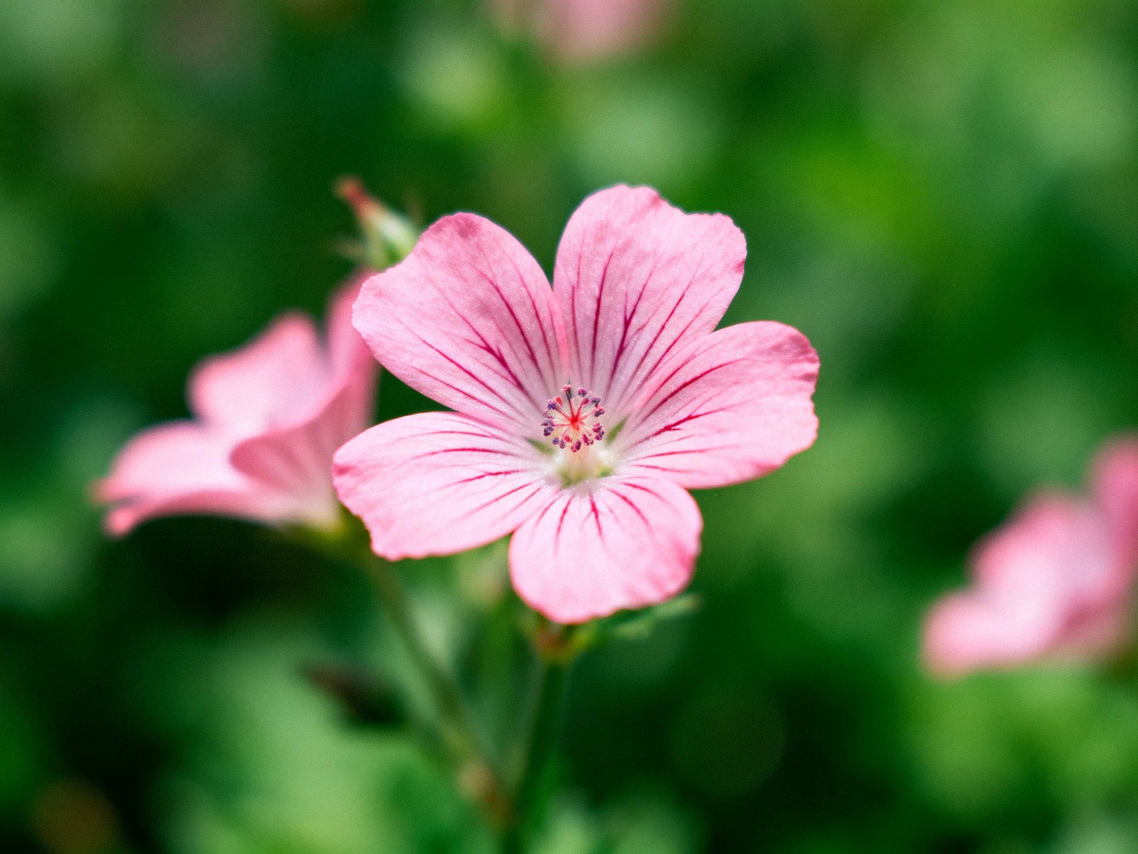 A delicate pink geranium flower with striped petals