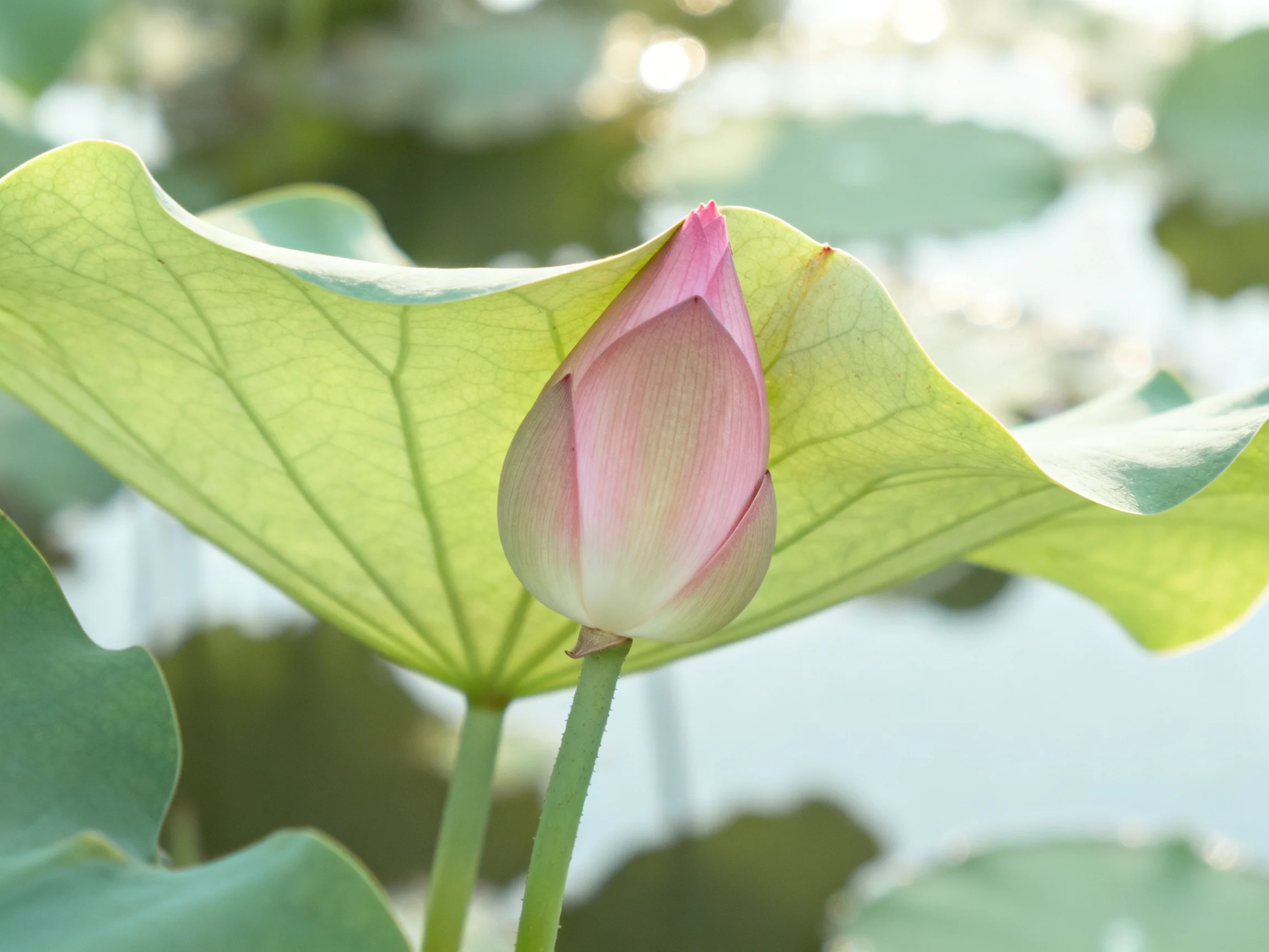 A delicate pink lotus bud nestled among large green leaves