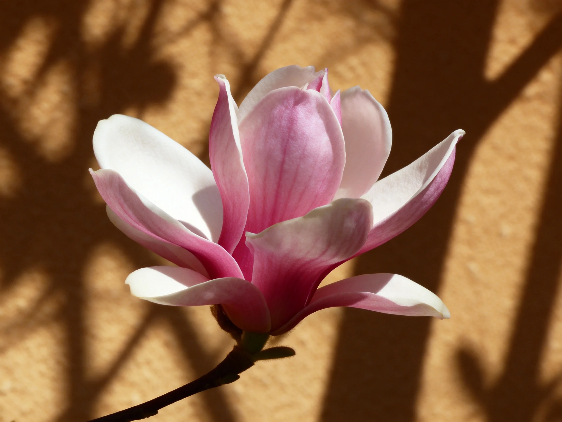 A delicate pink magnolia blooms against a textured wall backdrop
