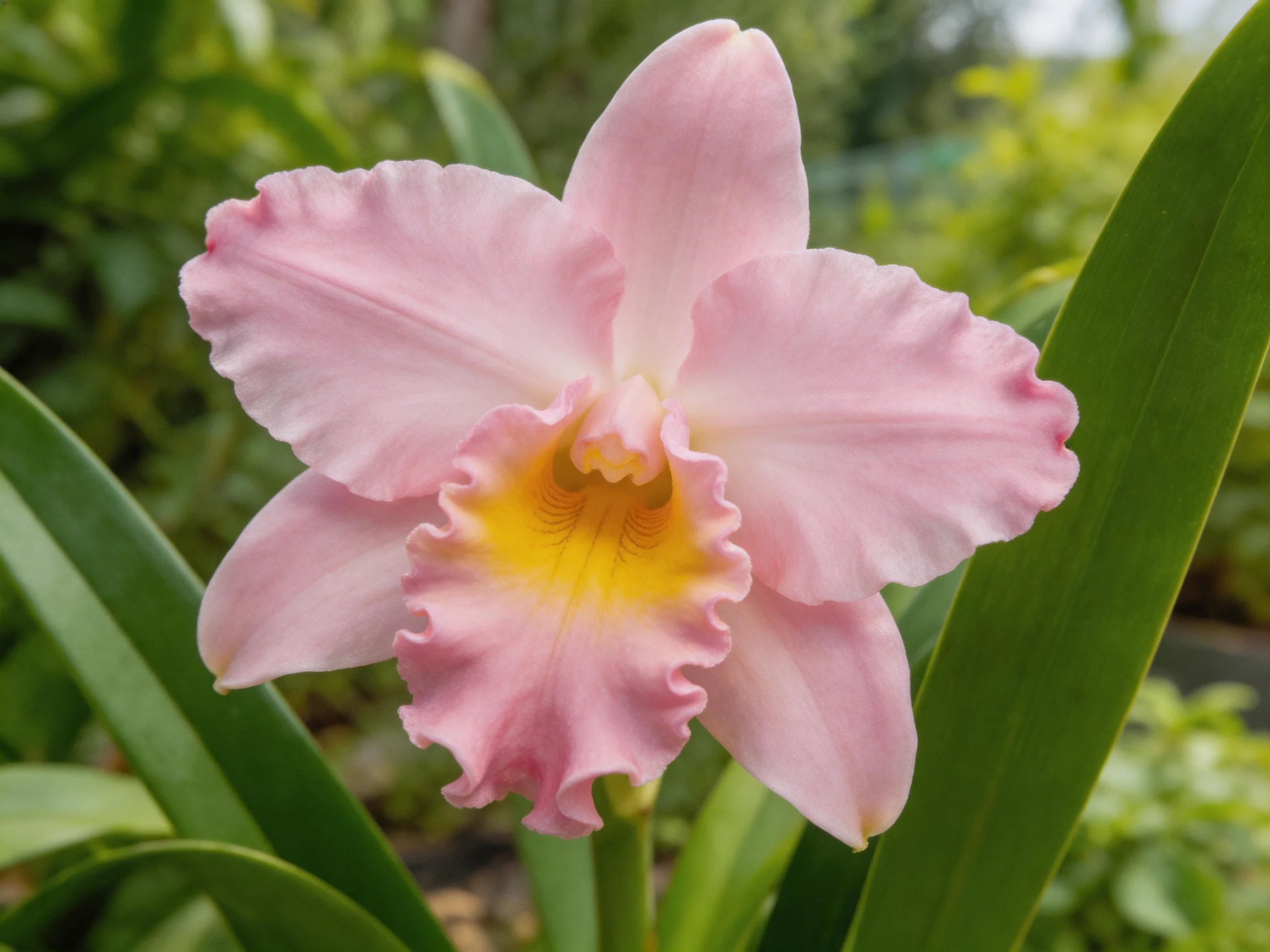 A delicate pink orchid with a vibrant yellow center amidst lush green foliage