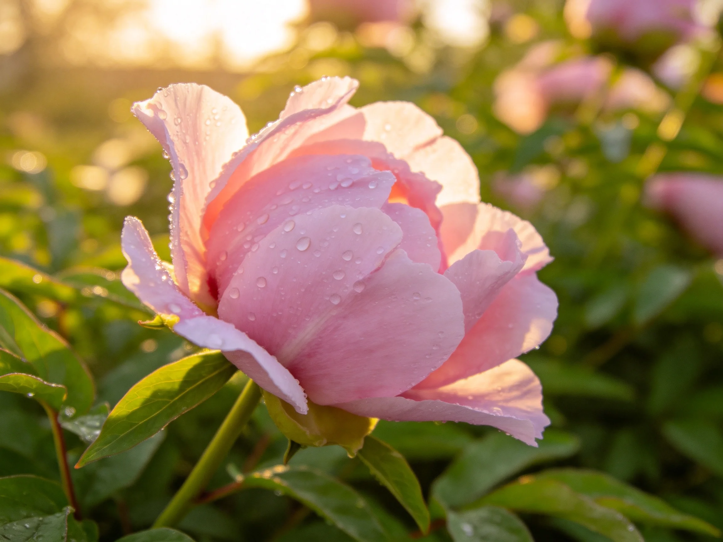A delicate pink peony with dew droplets amid lush green foliage