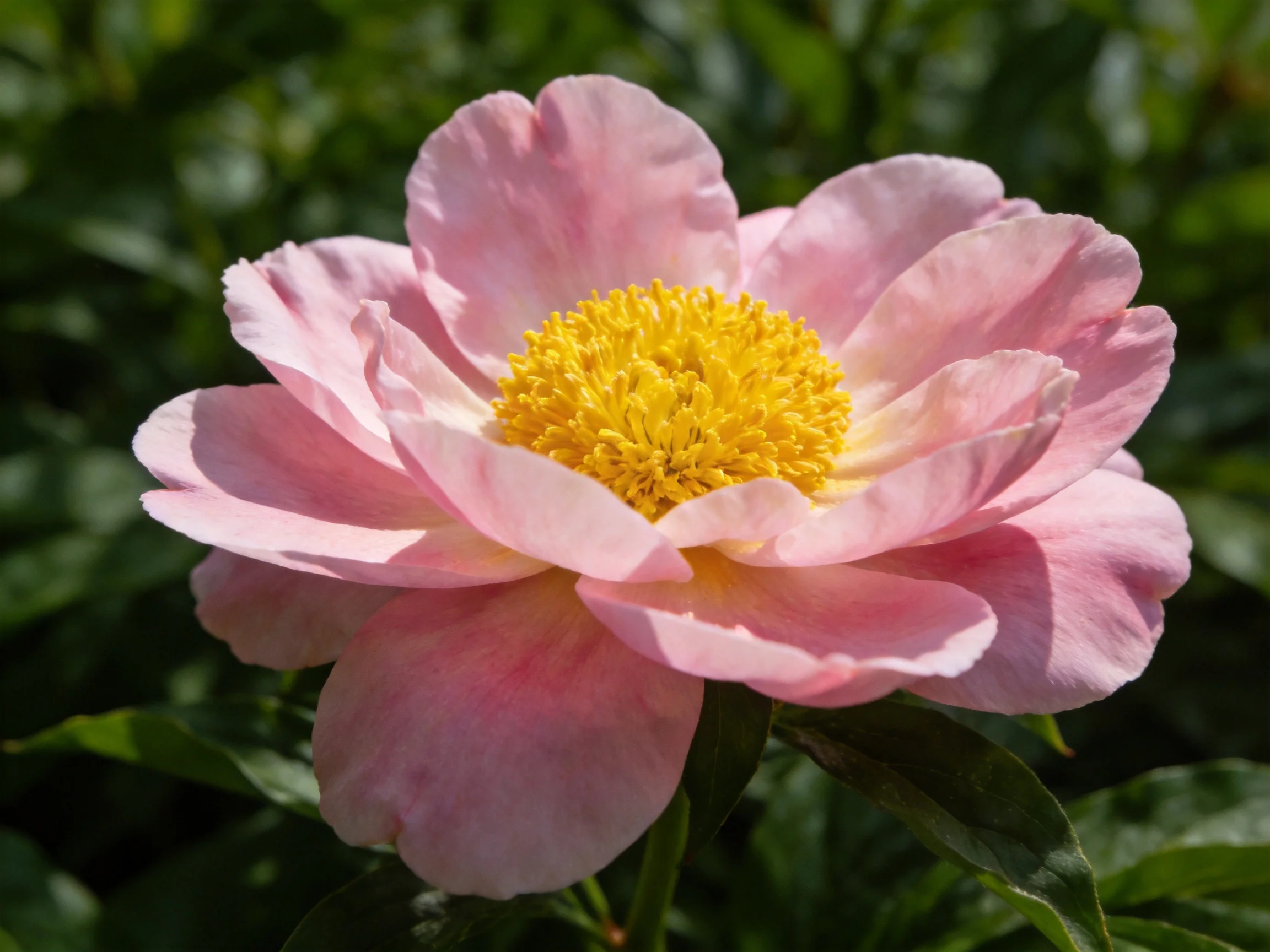 A delicate pink peony with vibrant yellow center amid lush green foliage